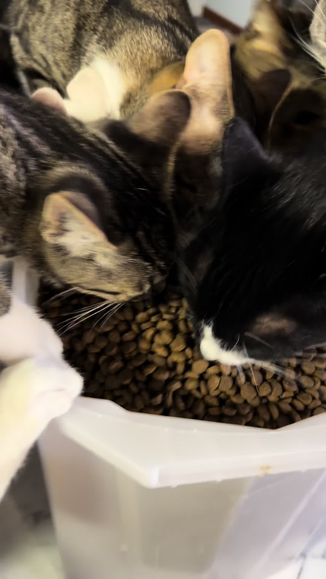@thatcatladyjen