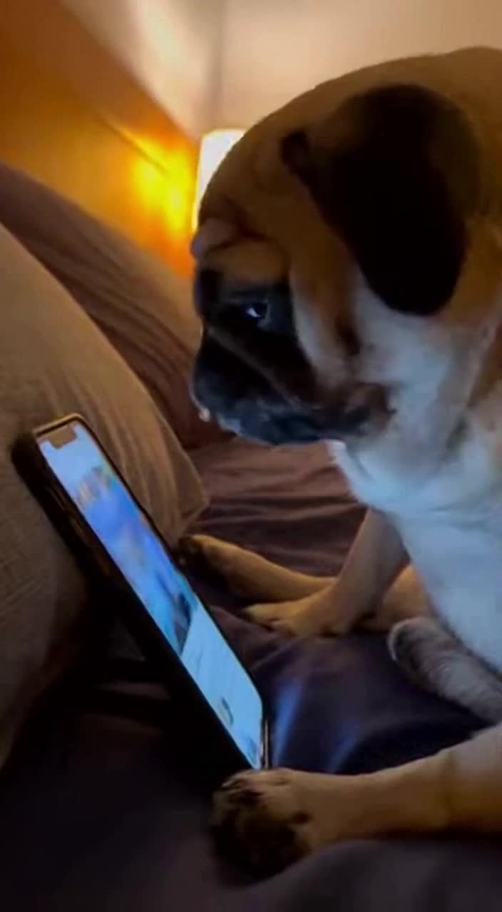 @Pug