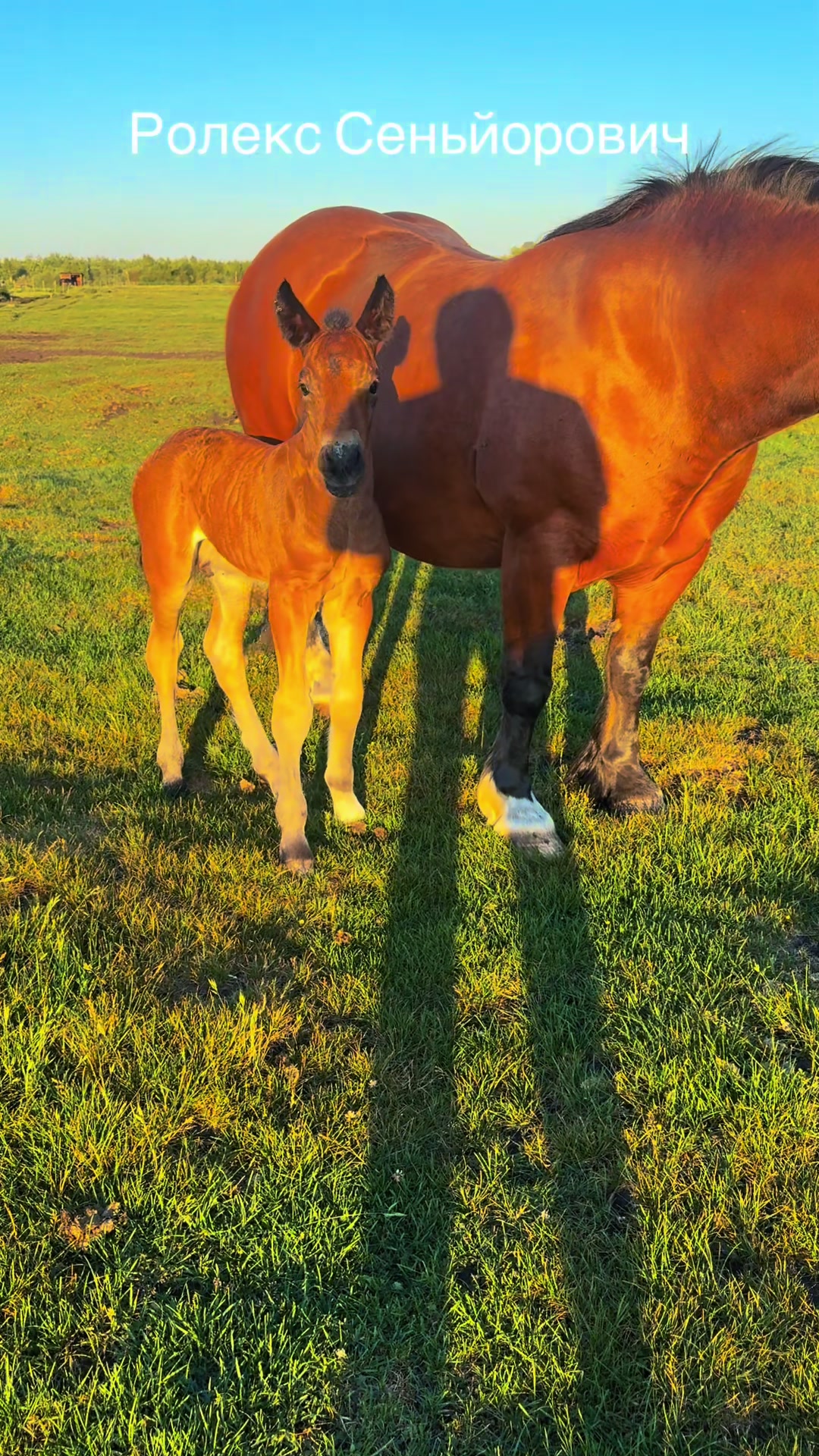 @_horses_farm_syrosh_