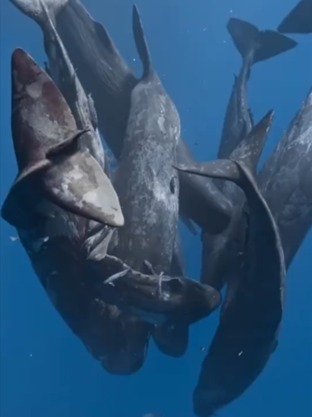 @Mundo dos Animais
