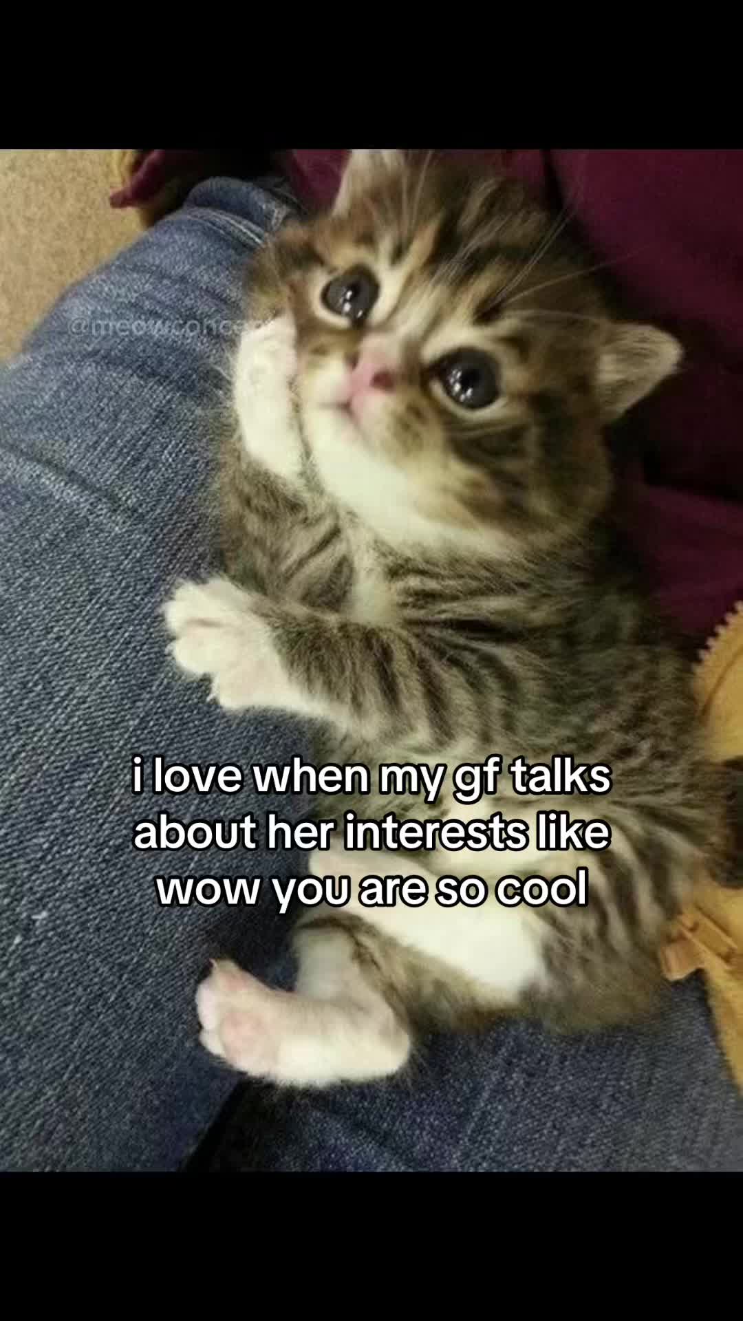 @meowconcept