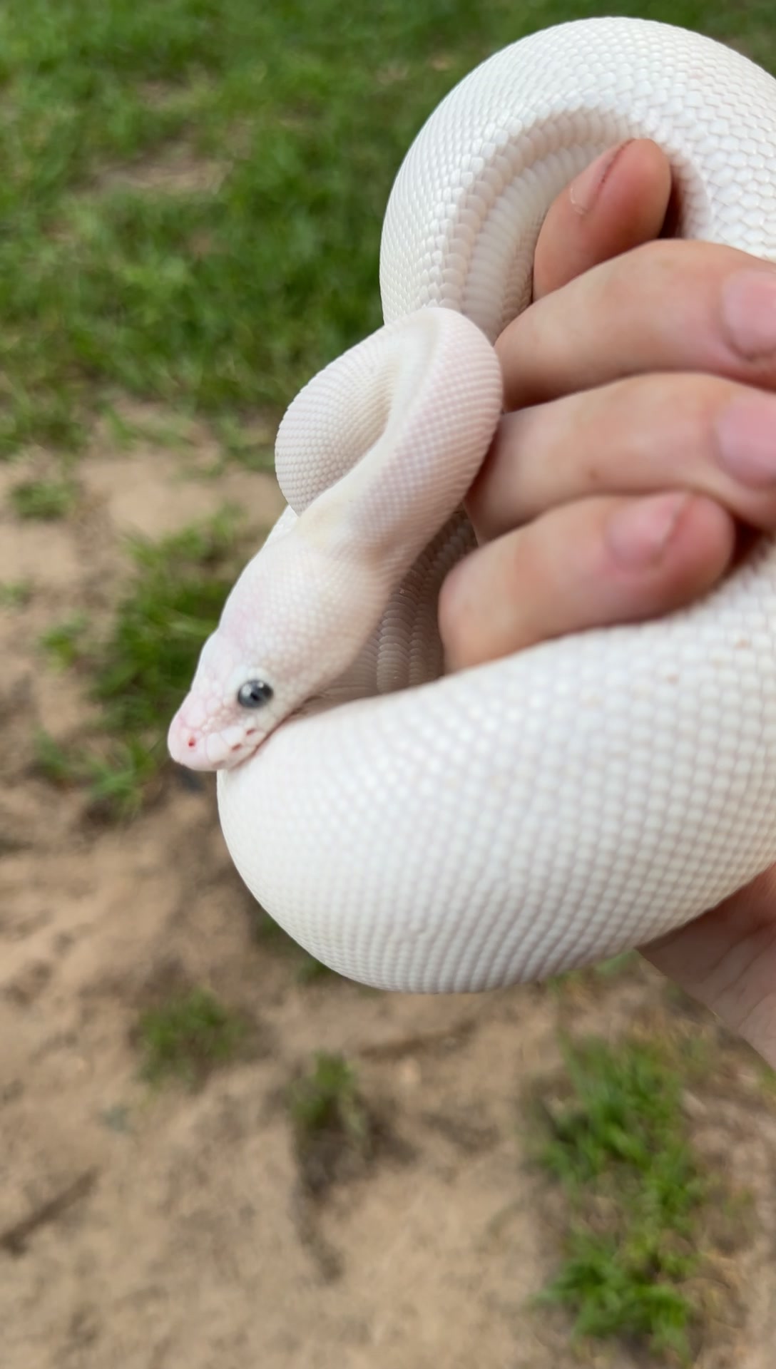 @A&L Reptiles