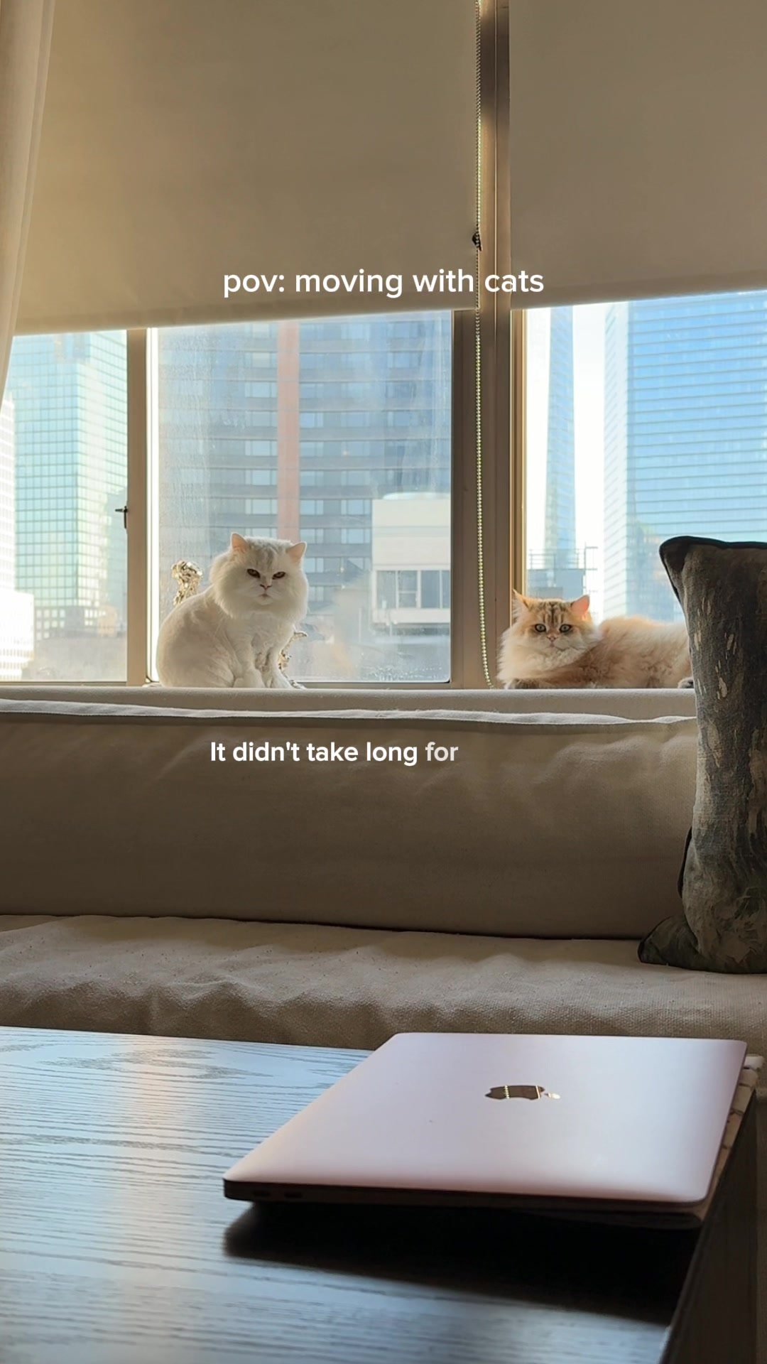 @Cleo the City Kitty