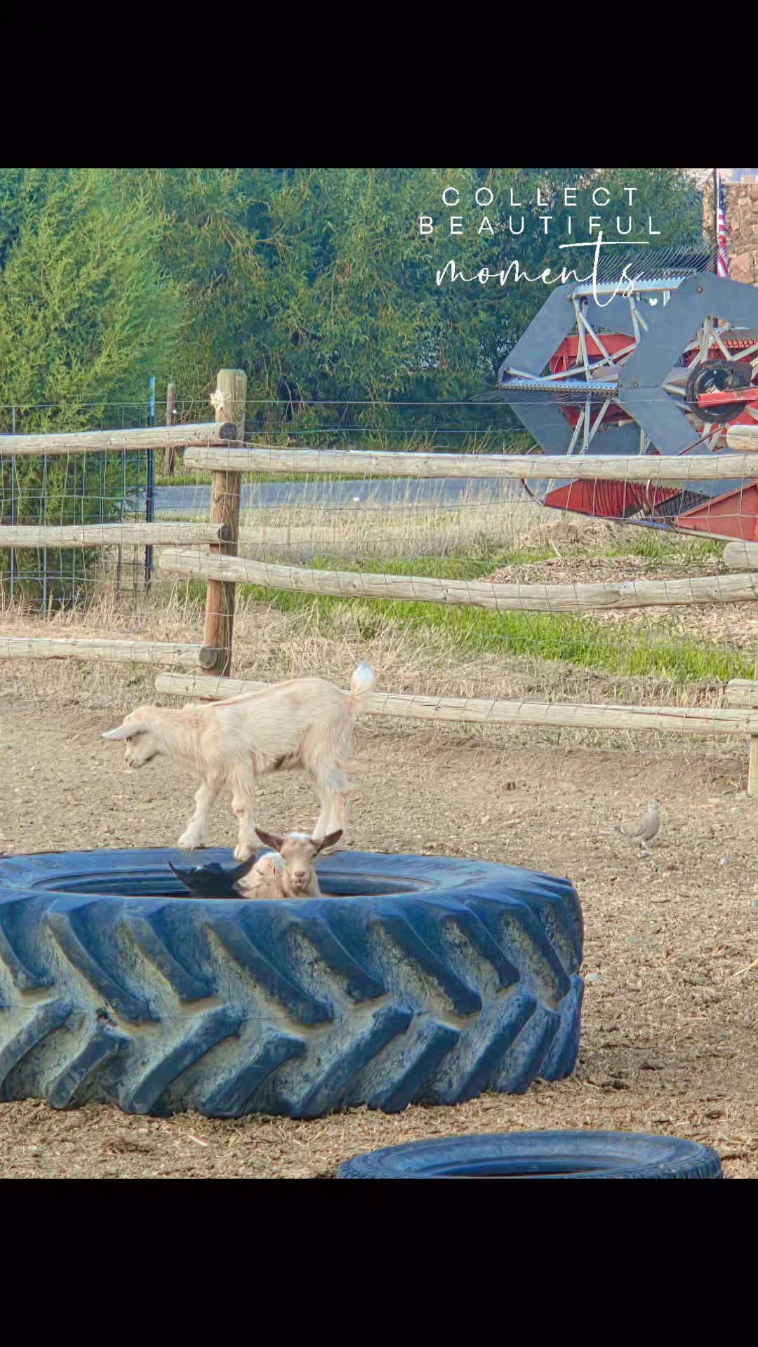 @Wikid Ranch Homestead & Apoth