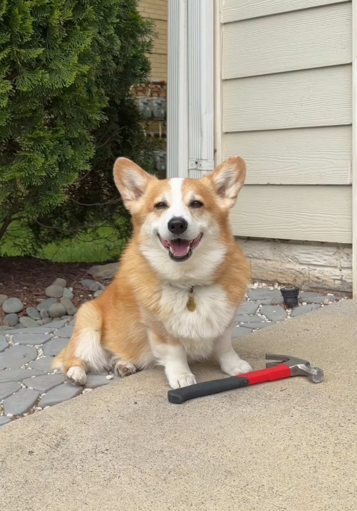 @Hammy & Olivia Corgi