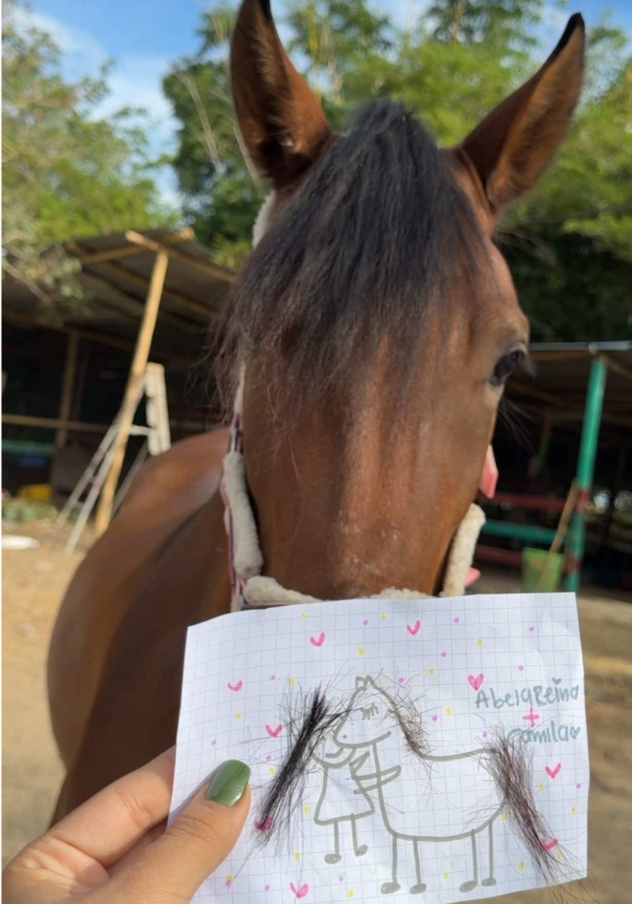 @Sofi Muñoz 🐴💗