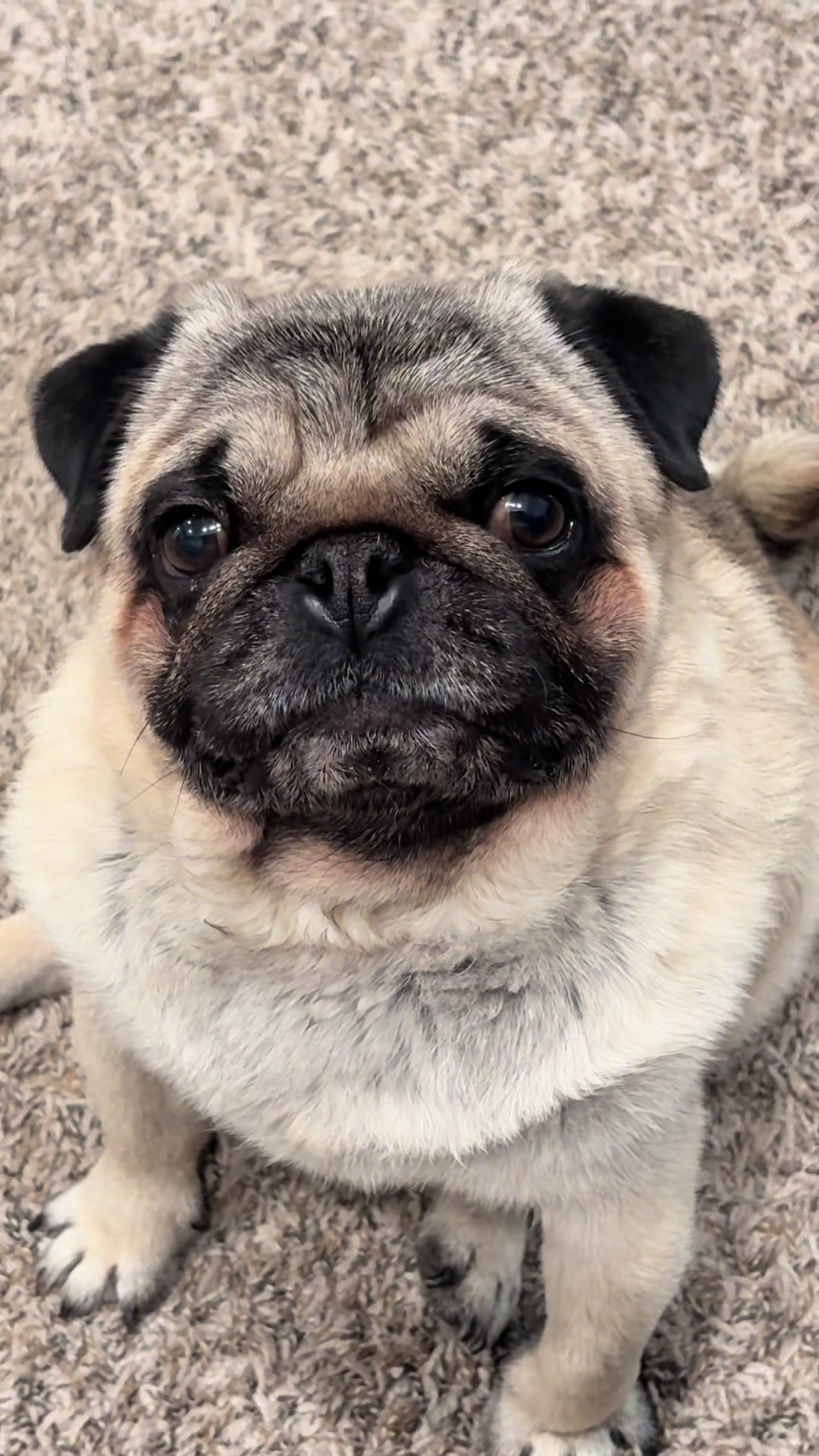 @Rocki the Pug ๐ถ