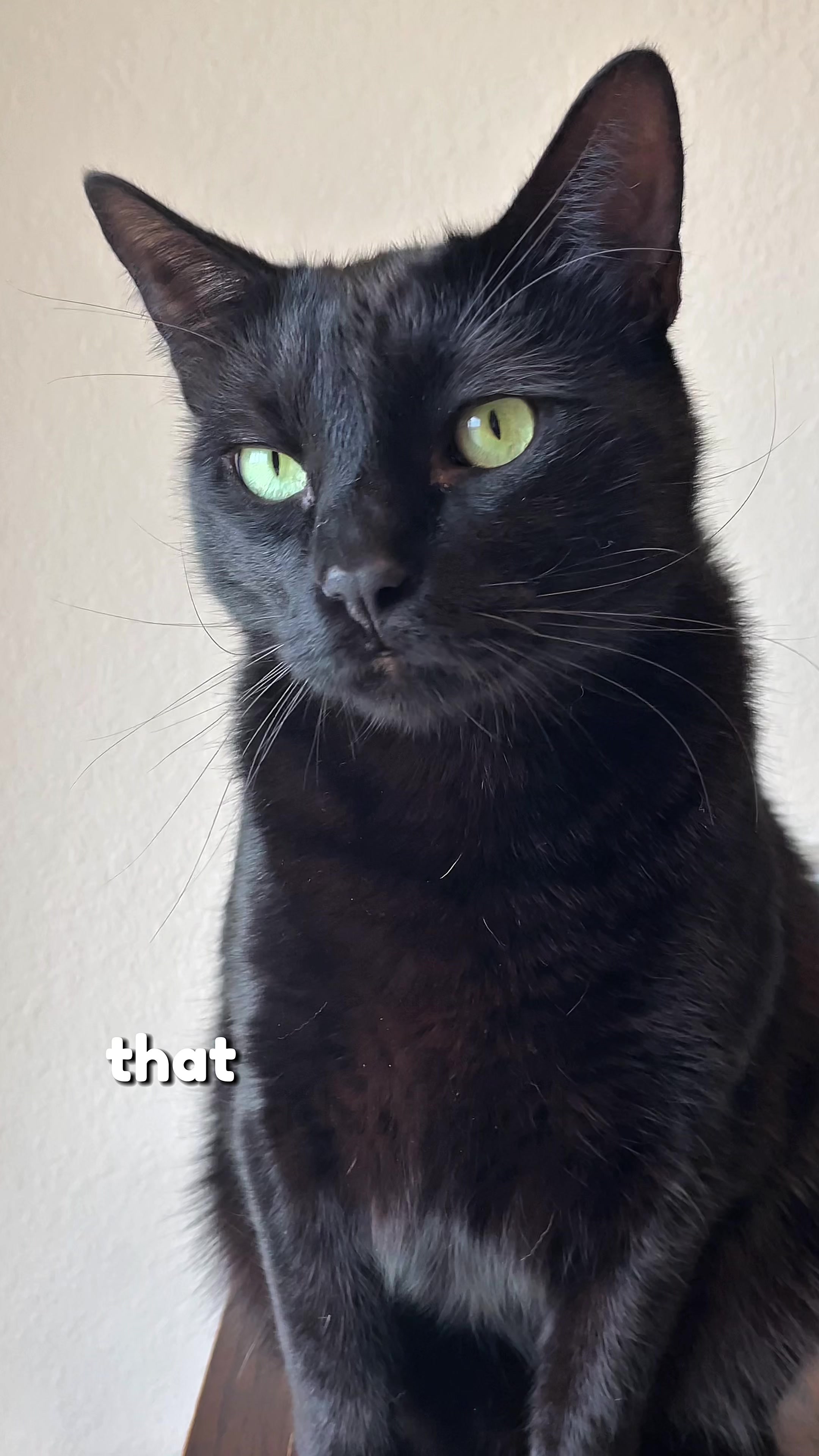 @Leon The Cat Dad