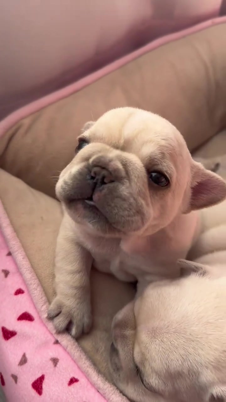 @MilkPupDaily