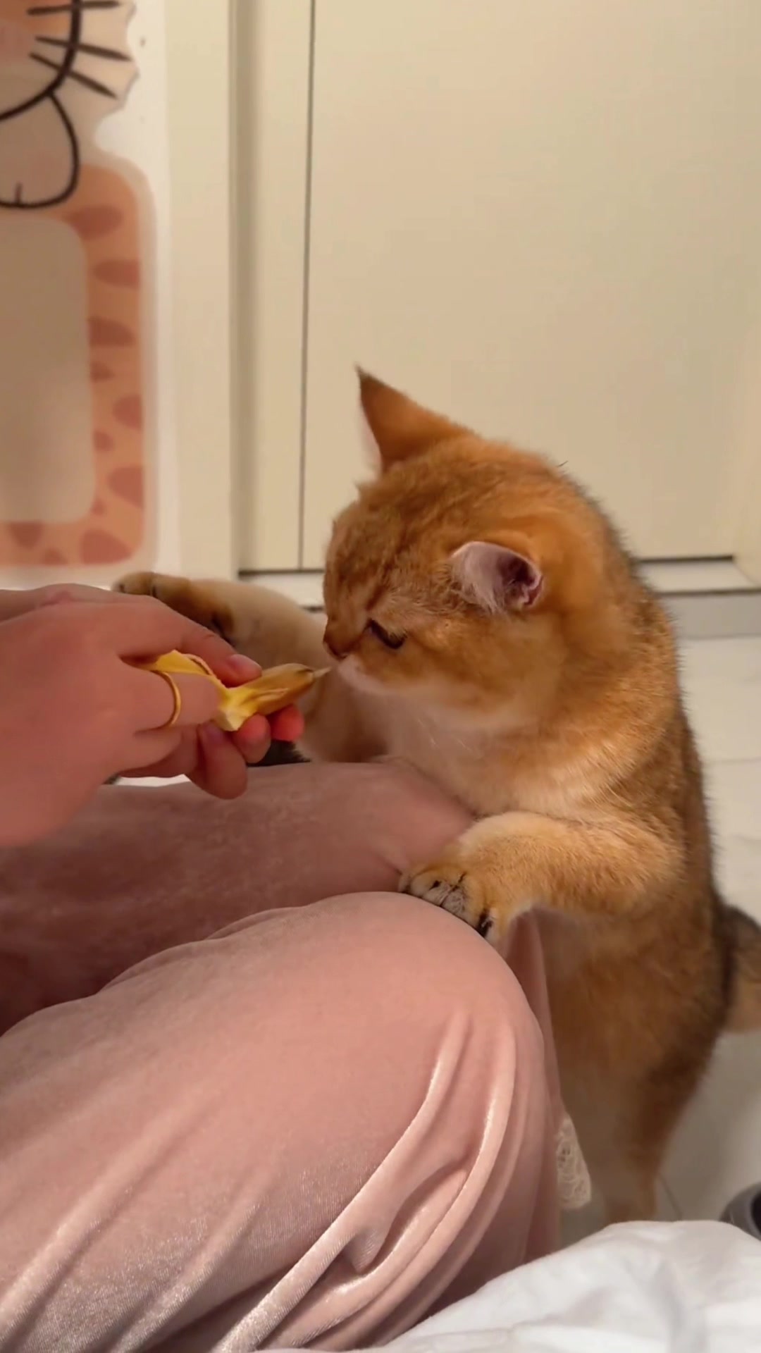 @cutekitten37