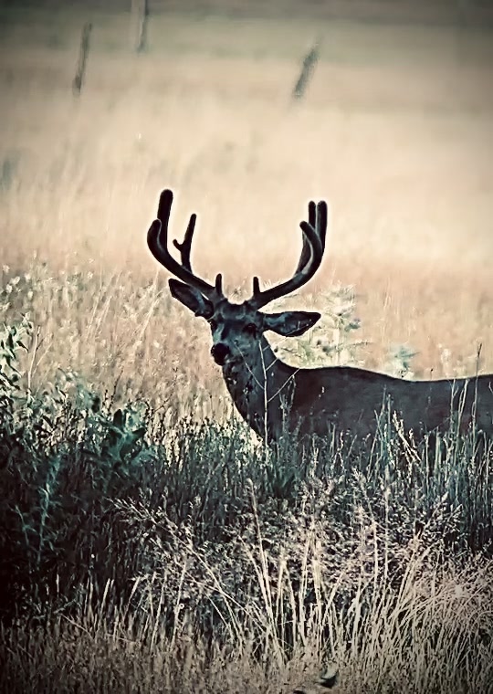@Nielsen Brothers Outdoors