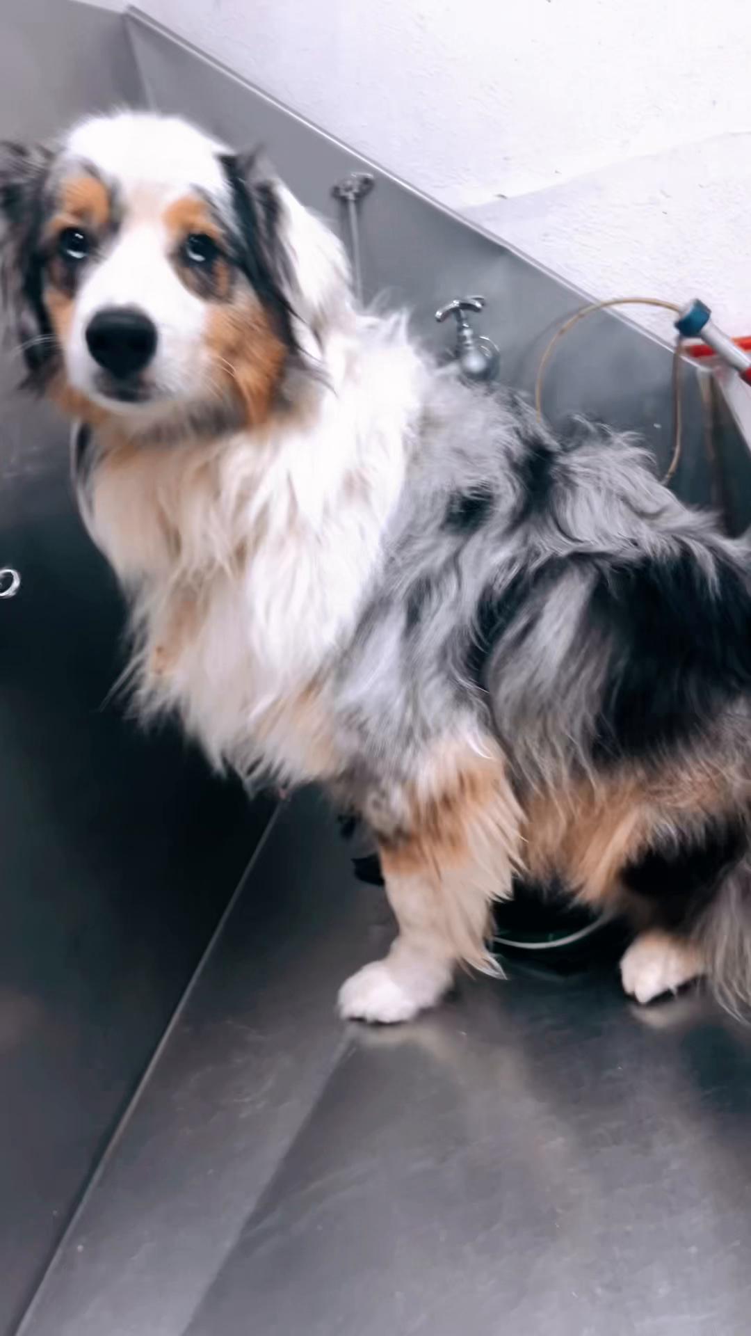 @Doggie Dog World