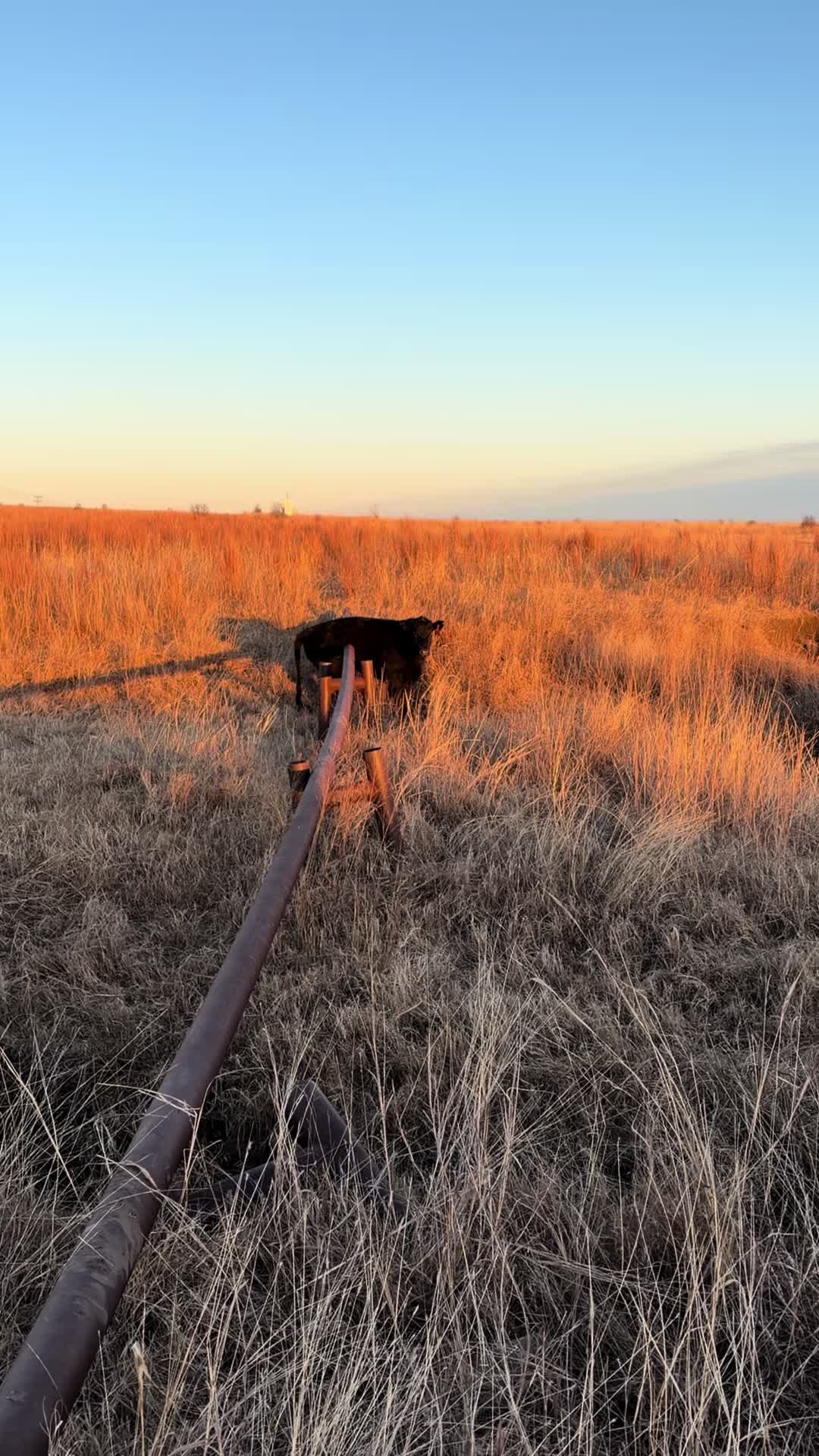@Sbjv4