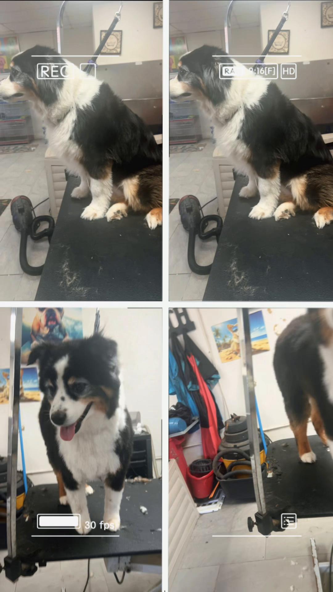 @Doggie Dog World