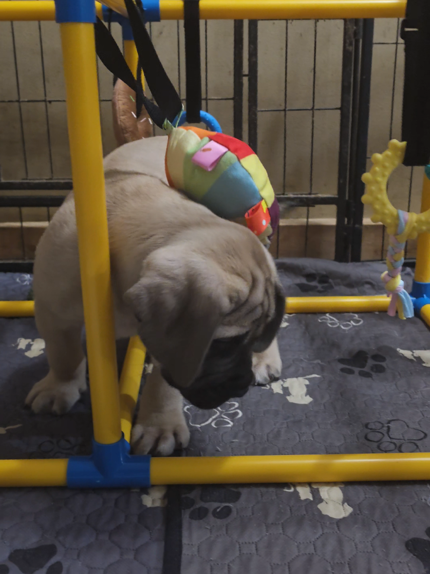 @Big Paw Mastiffs