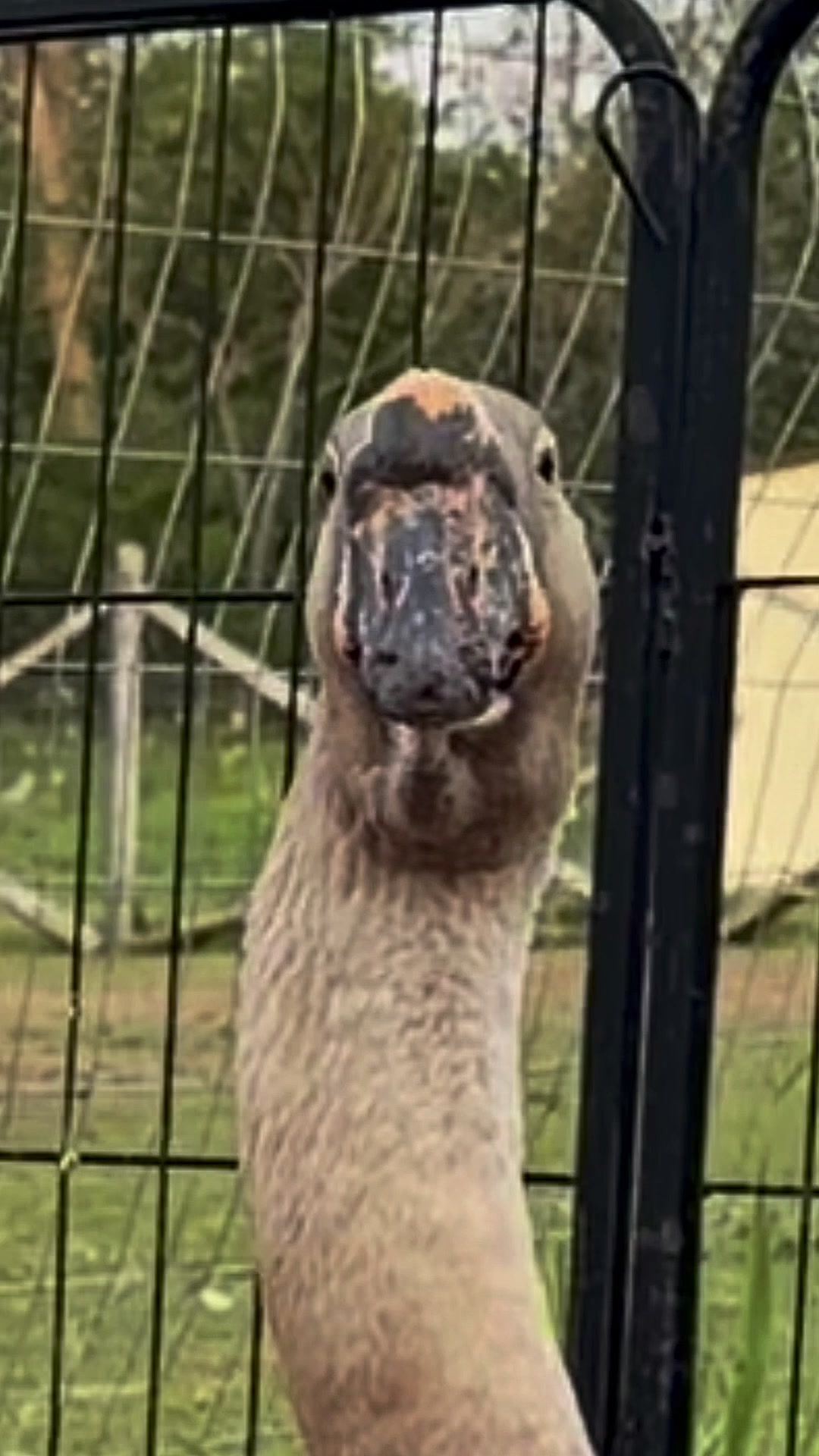 @Useless Farm