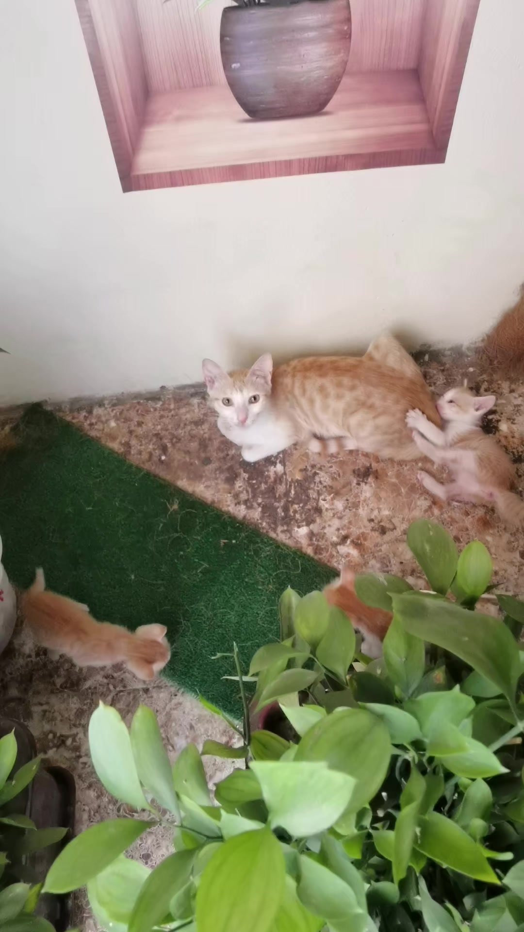 @Catslover