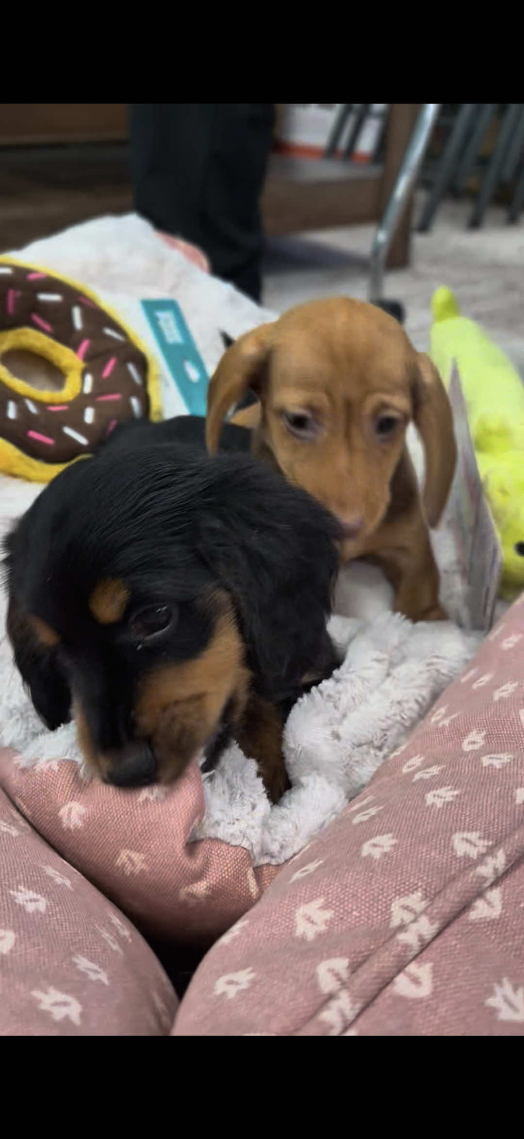 @Petland Oklahoma City