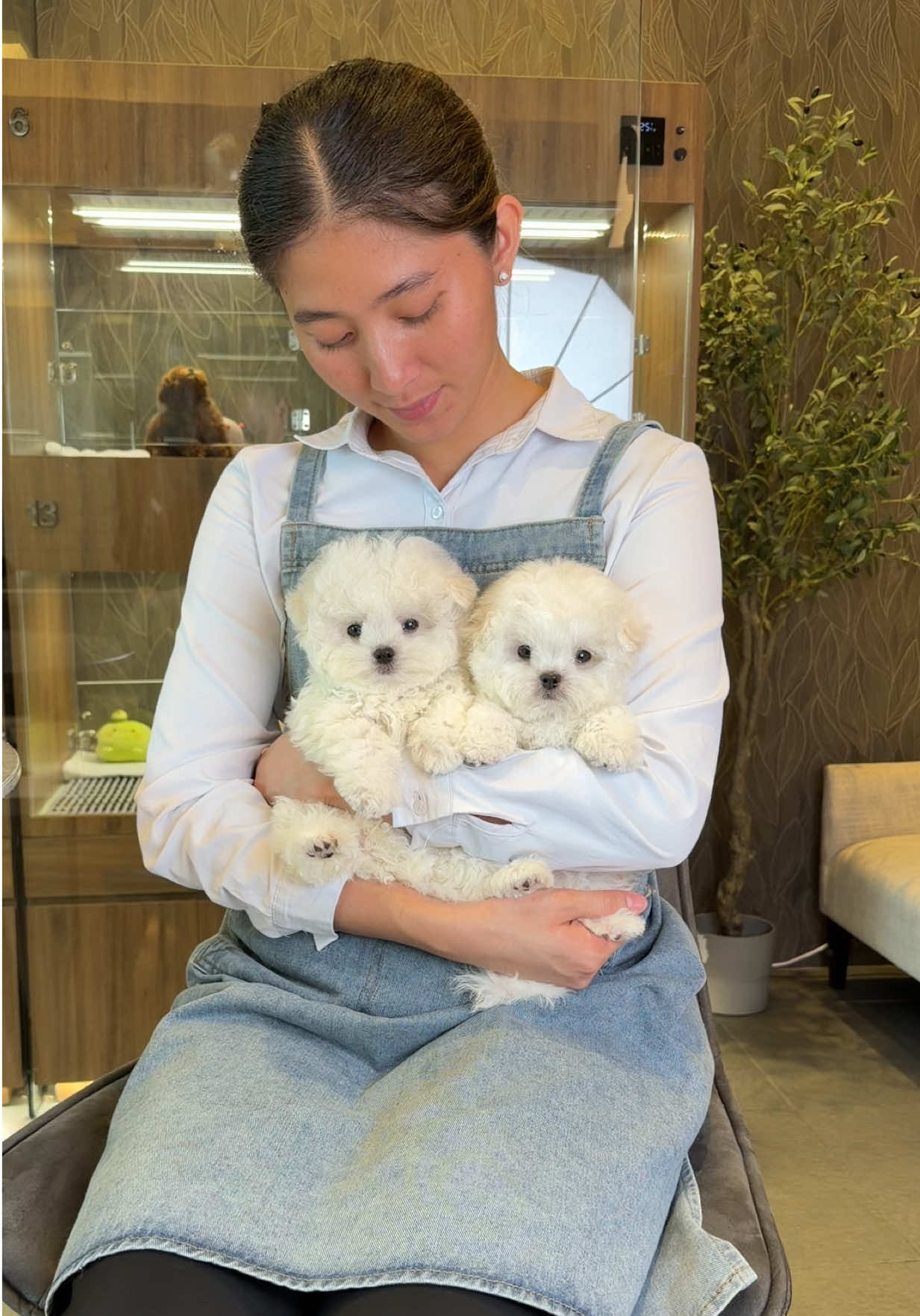 @JC Dog Republic