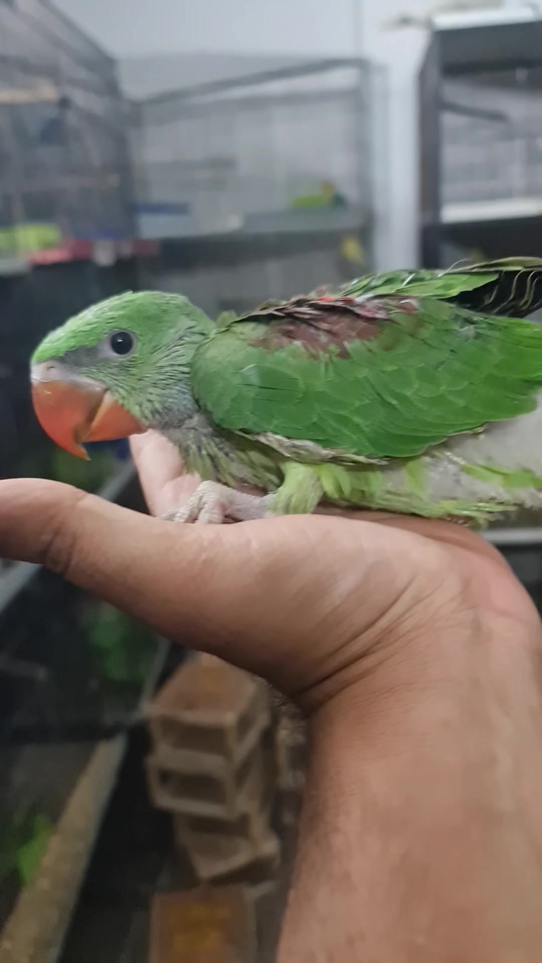 @ROYAL BIRD US