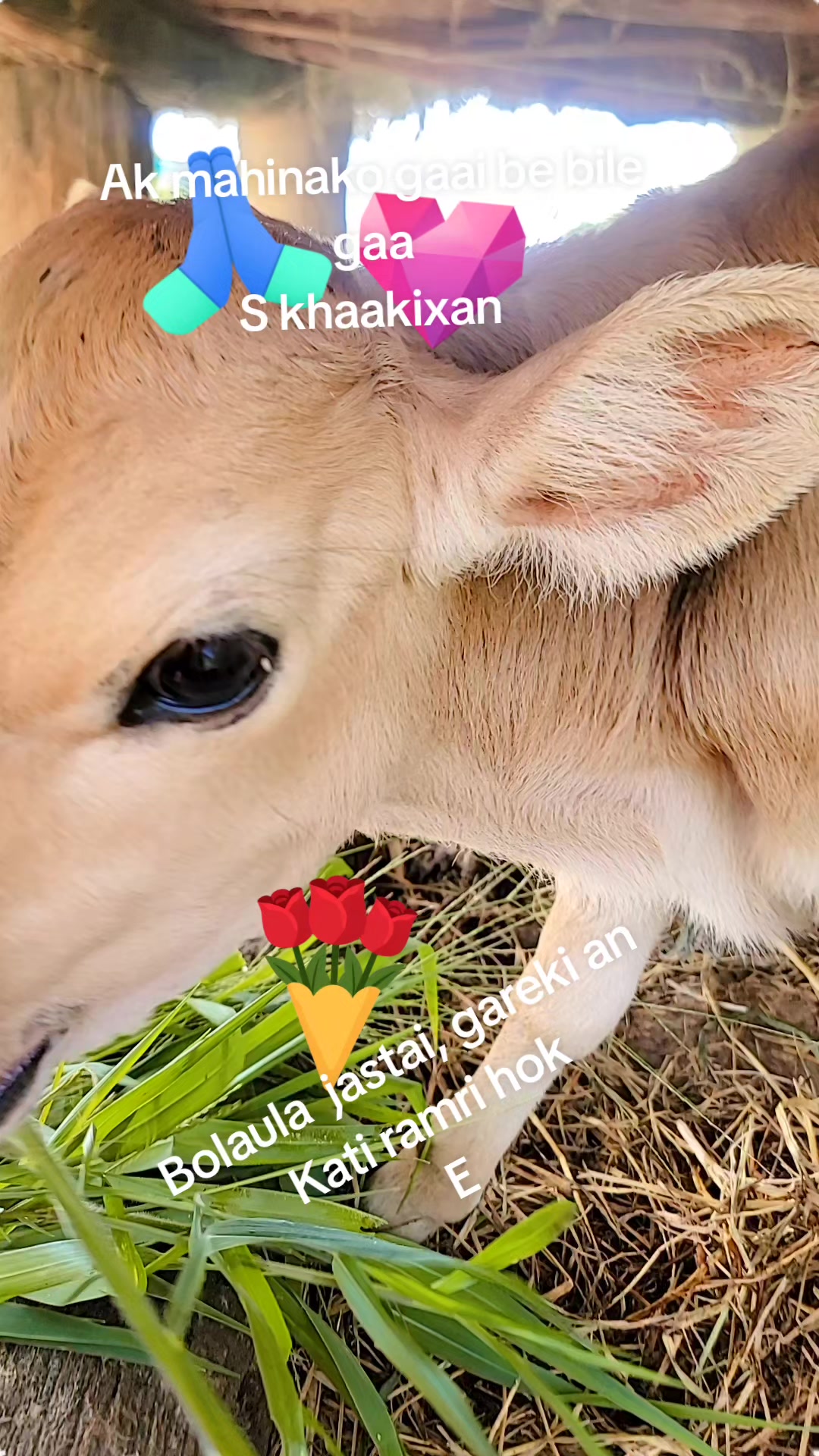 @Bishnu Ghimire Bhatta