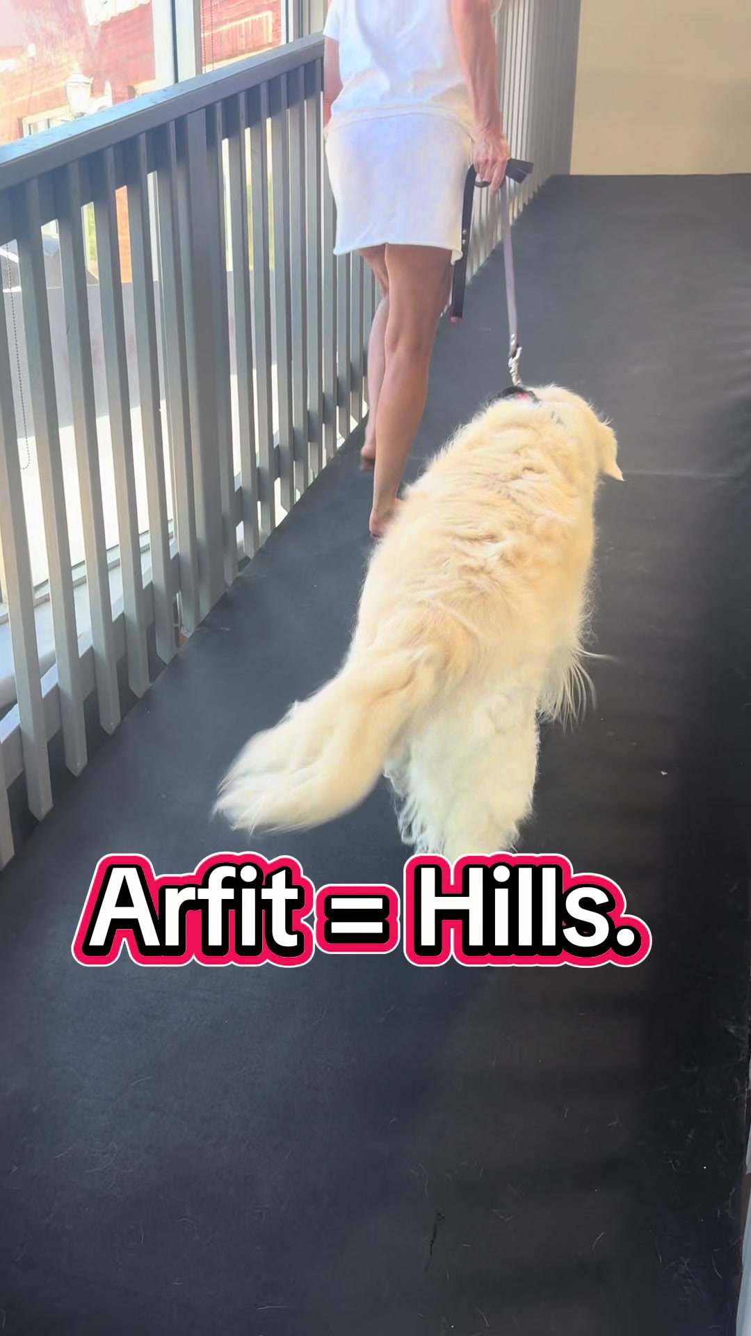 @ArfitDogRehabFitness