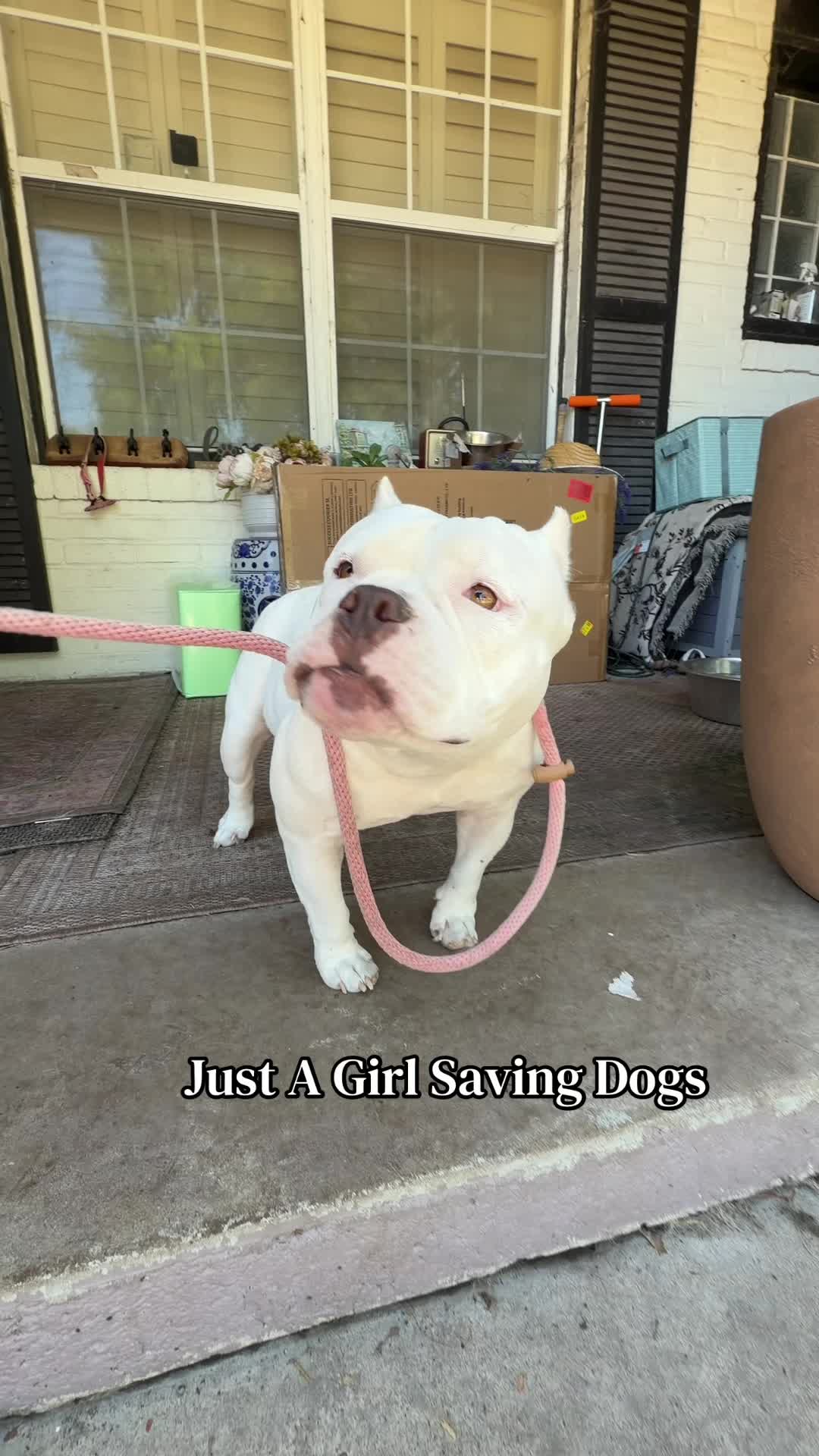 @Just A Girl Saving Dogs