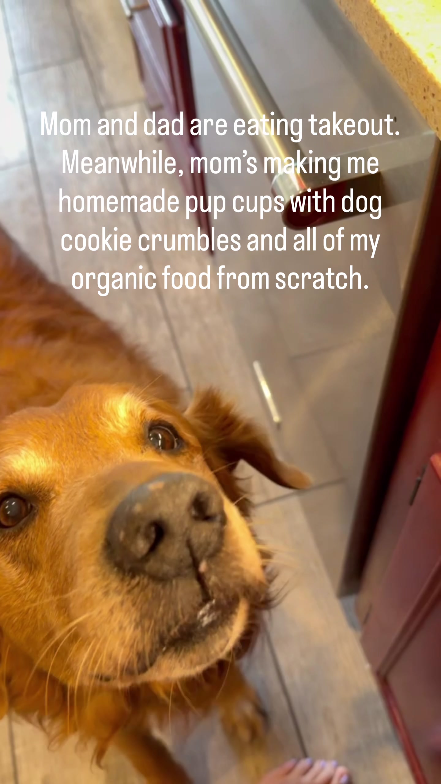 @DogMomisms