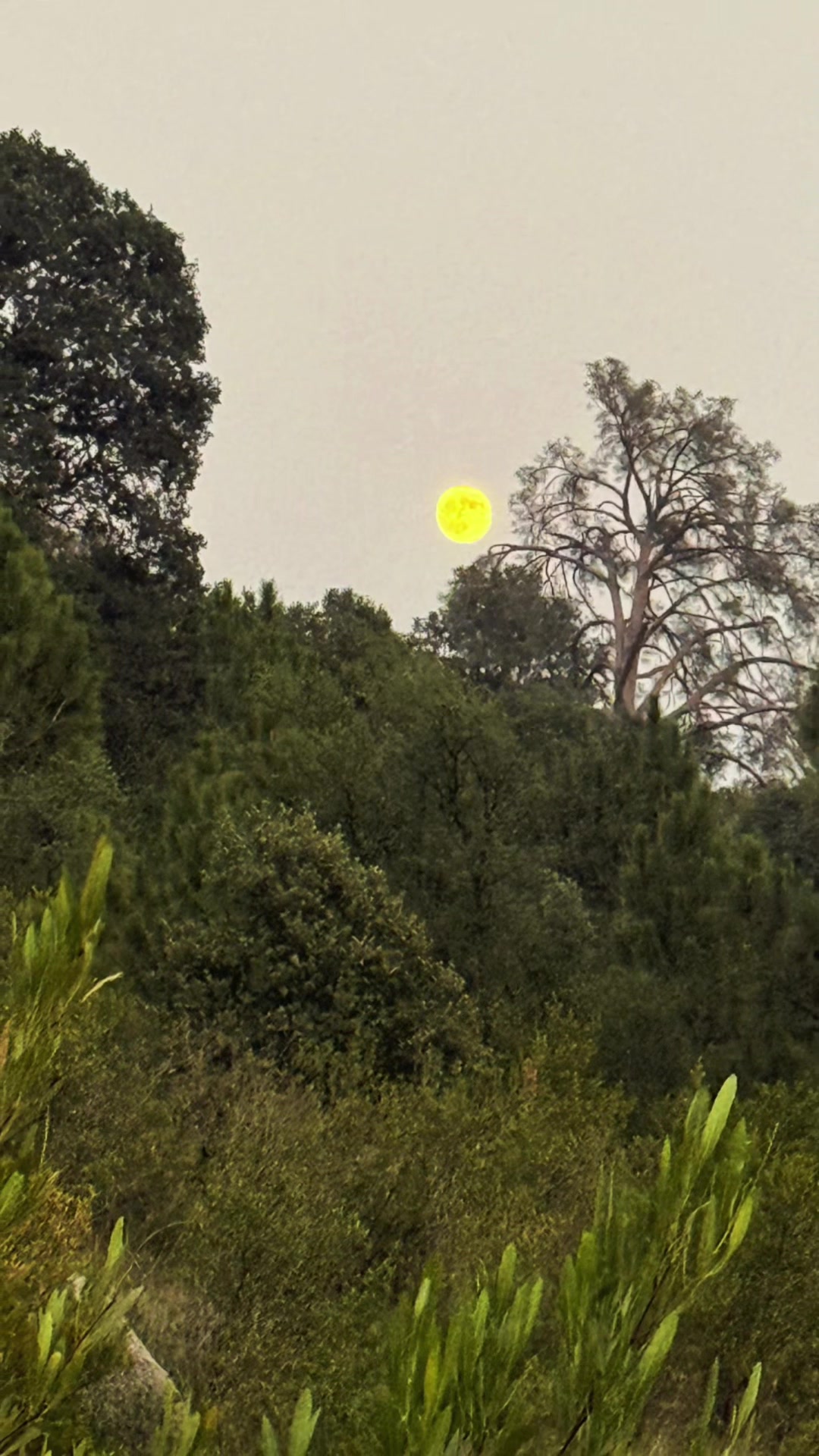 @🌿 𝓝𝓪𝓽𝓾𝓻𝓮 𝓢𝓸𝓾𝓵