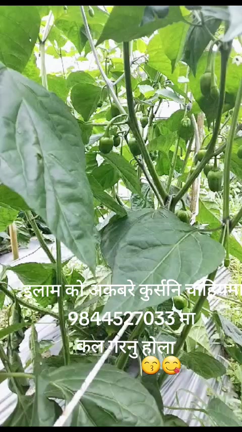@Manish Rai