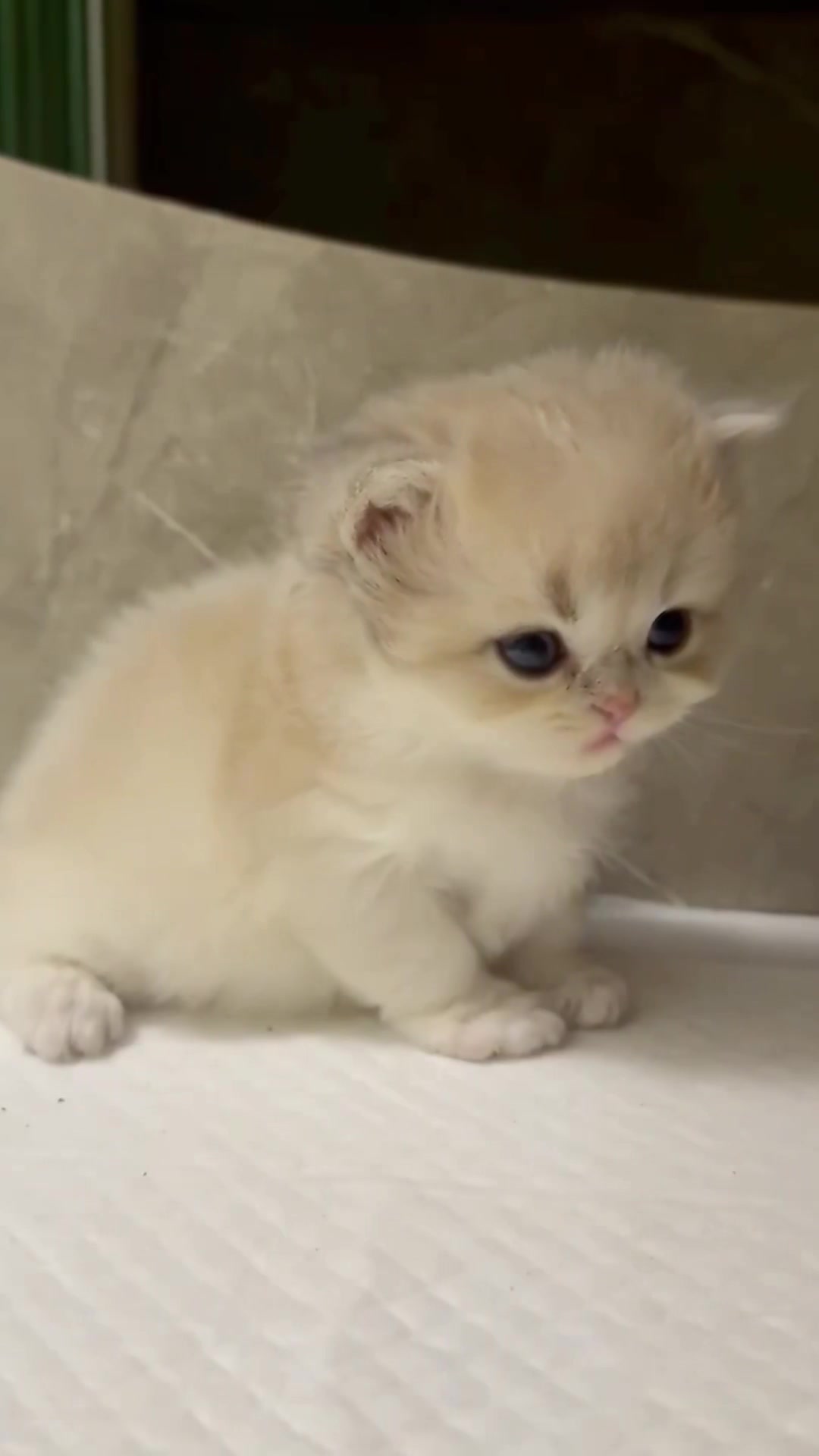 @catbosssss