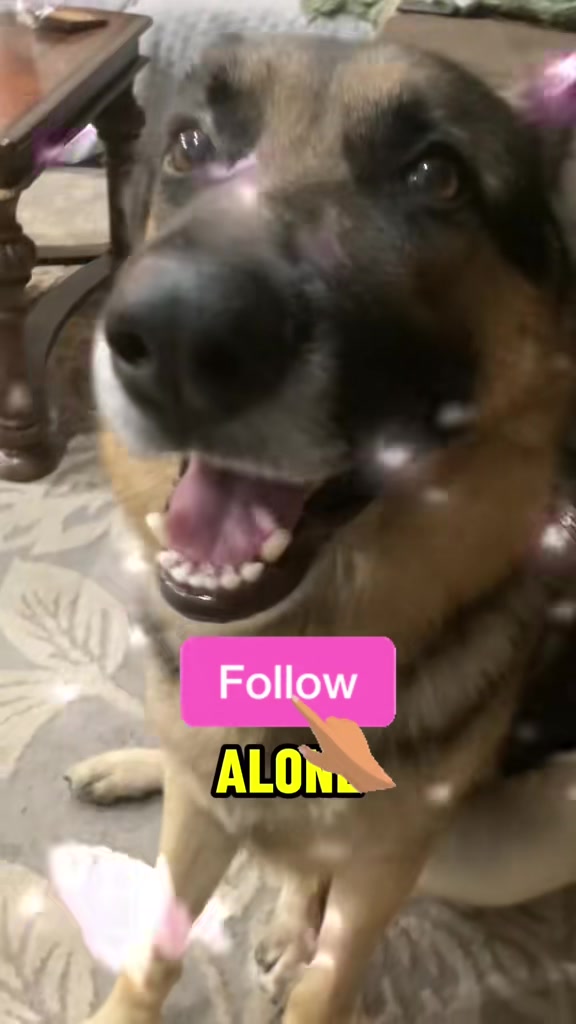 @Walter The German Shepherd
