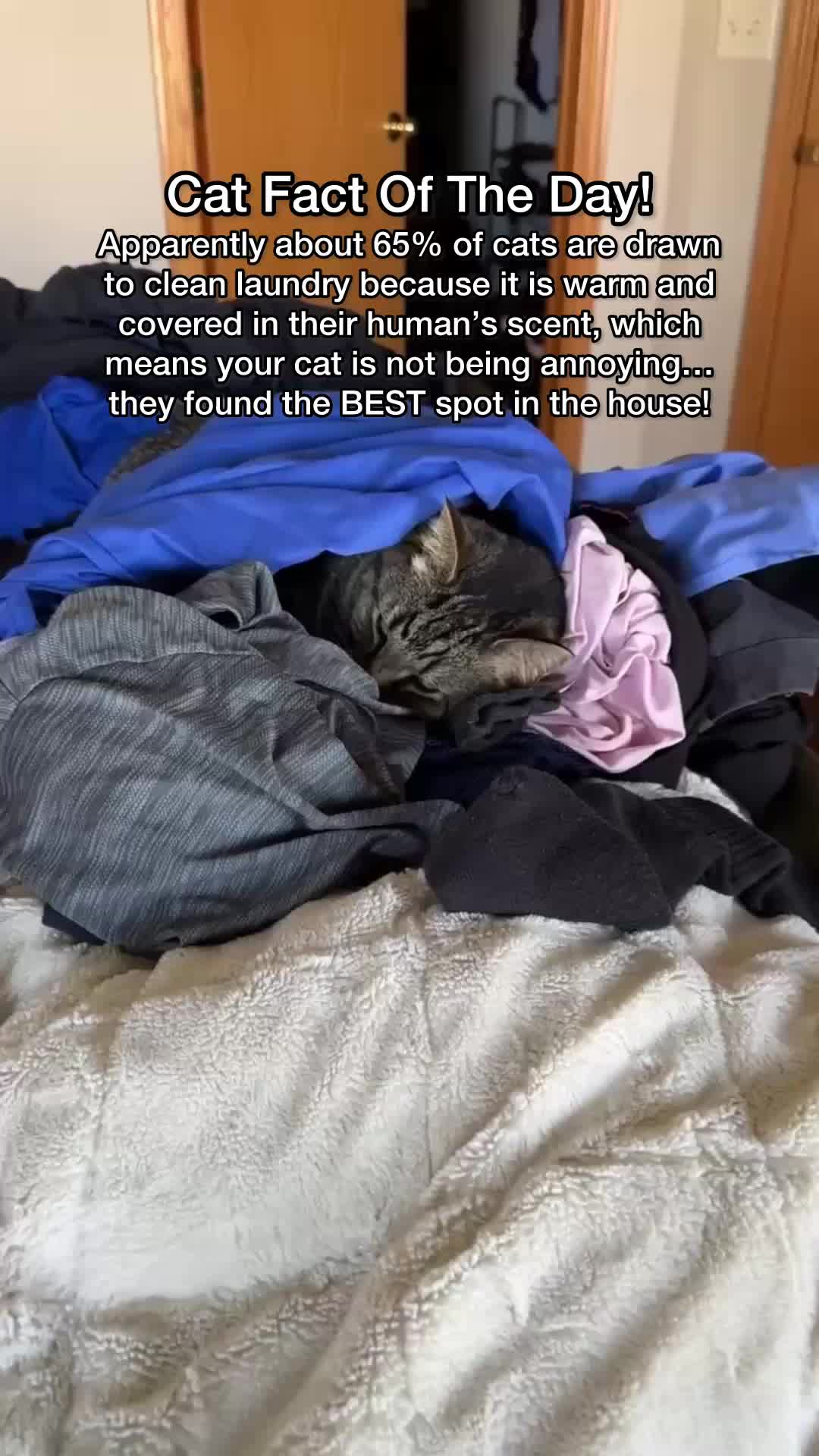 @Chip The Manx