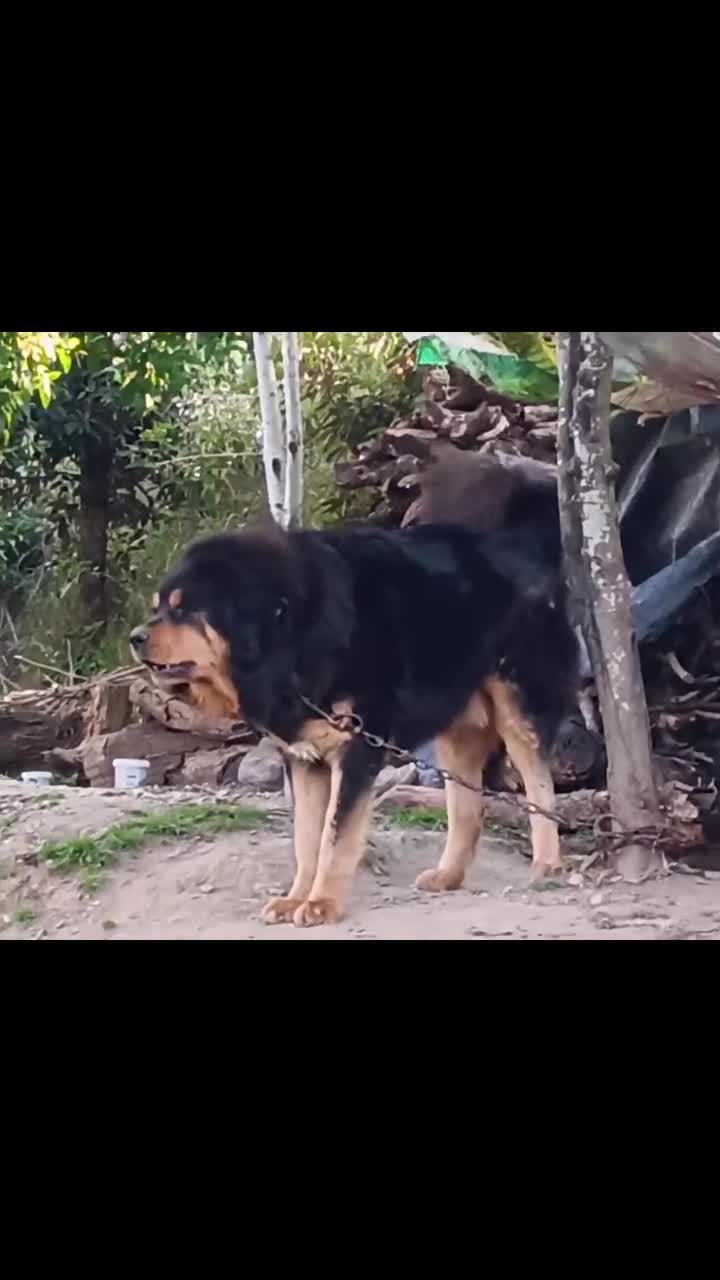 @Kashmiri_Bakrwal_Dog
