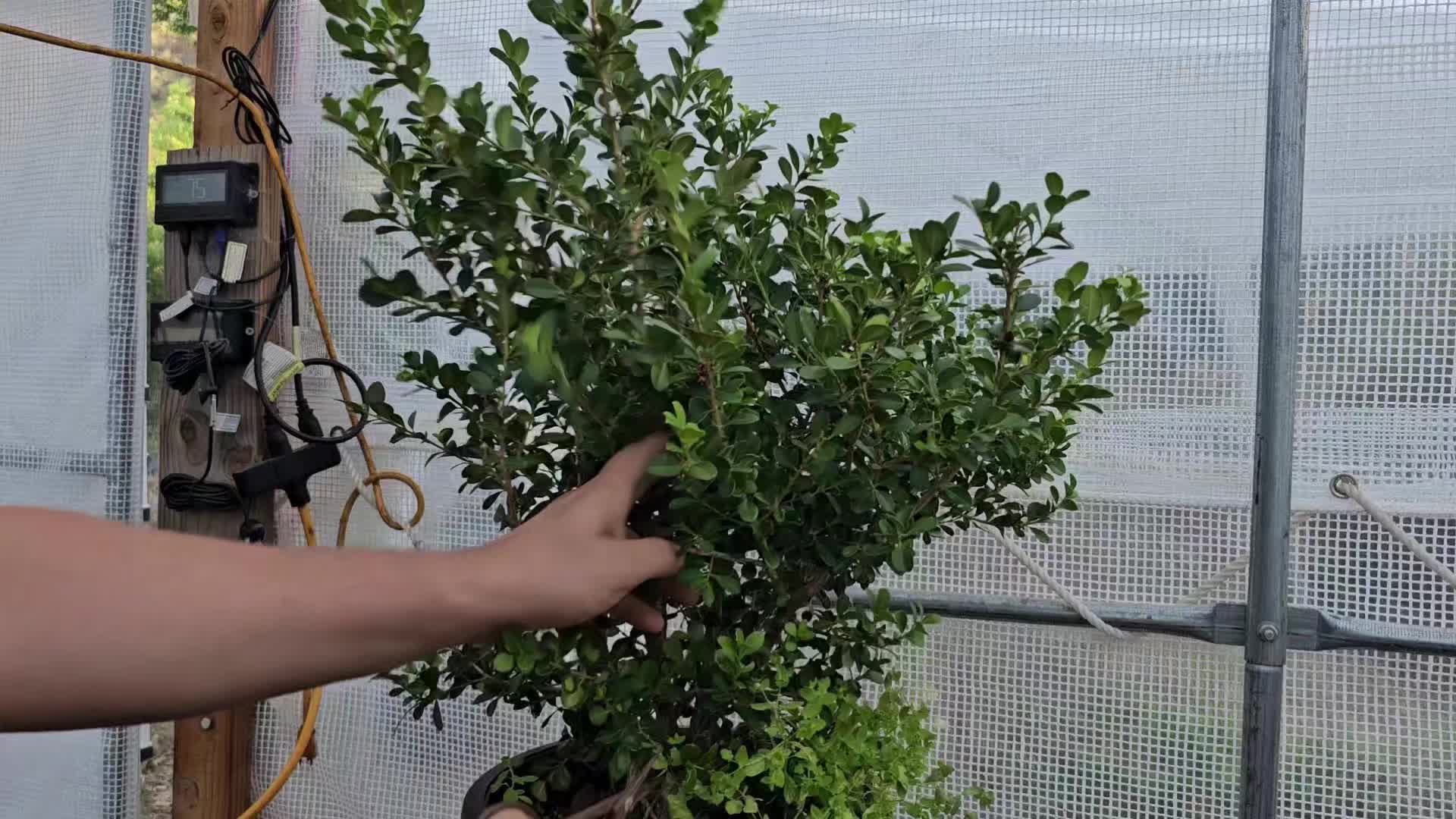 @North County Bonsai
