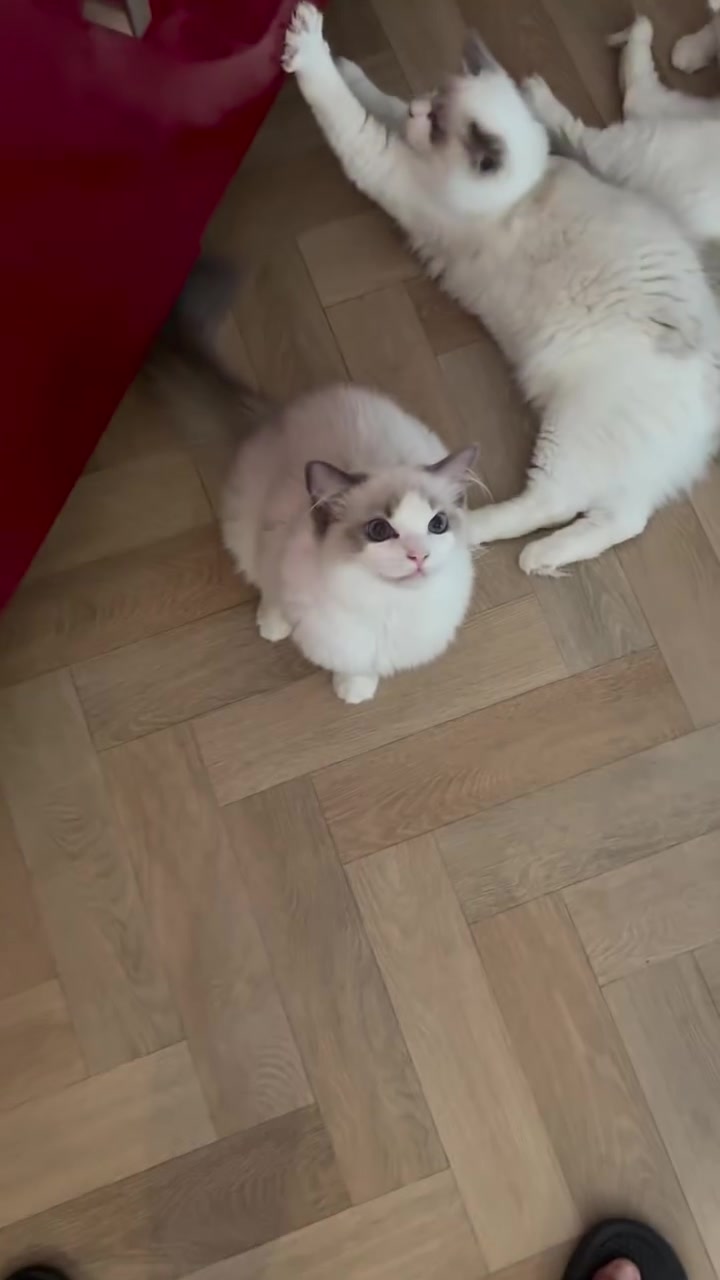 @I love ragdolls❤️
