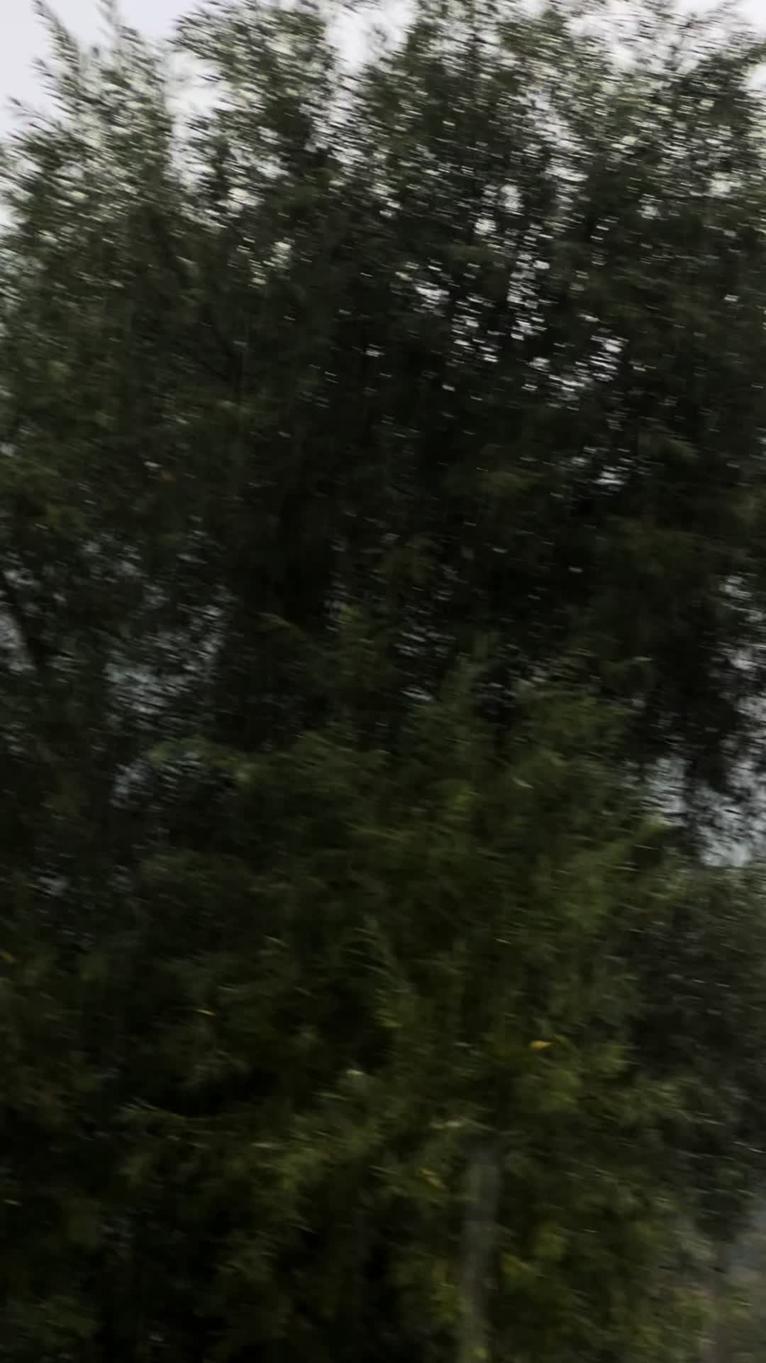 @sezgin kuşcu
