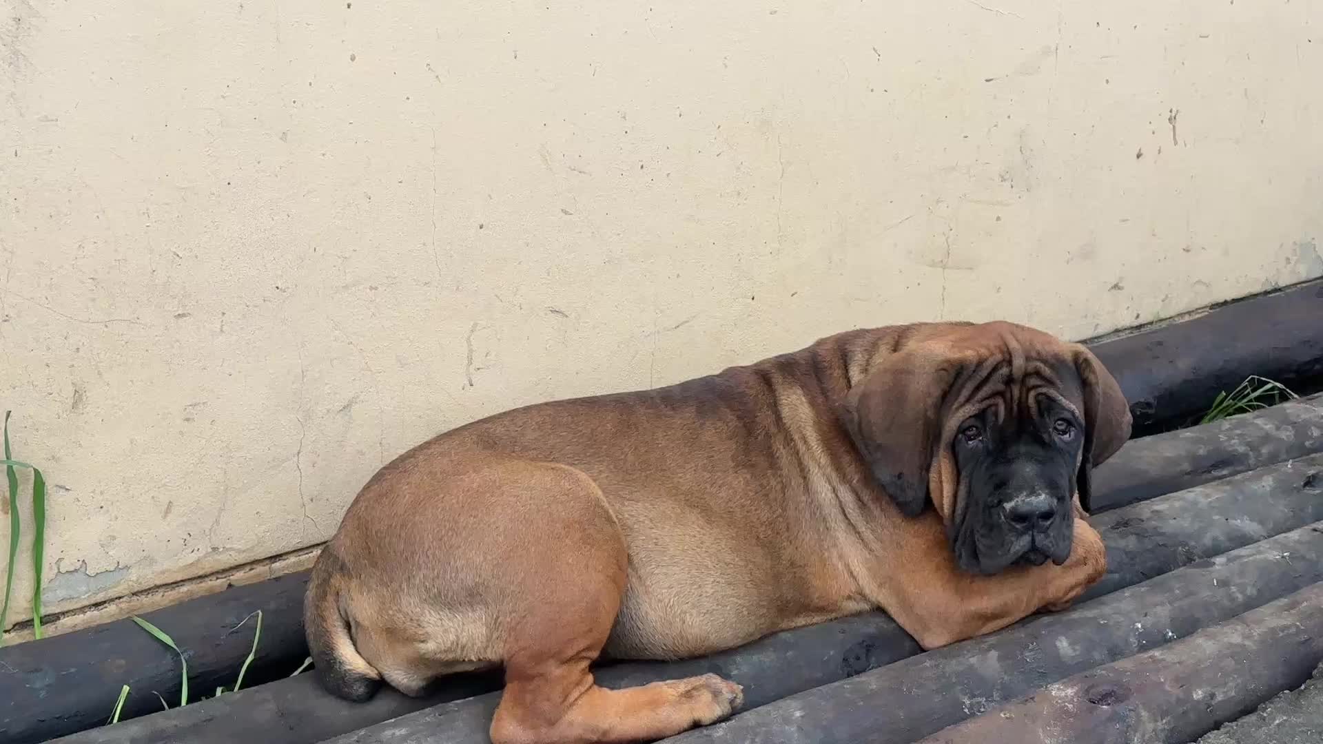@MaNjoms wamaGovu 🐾