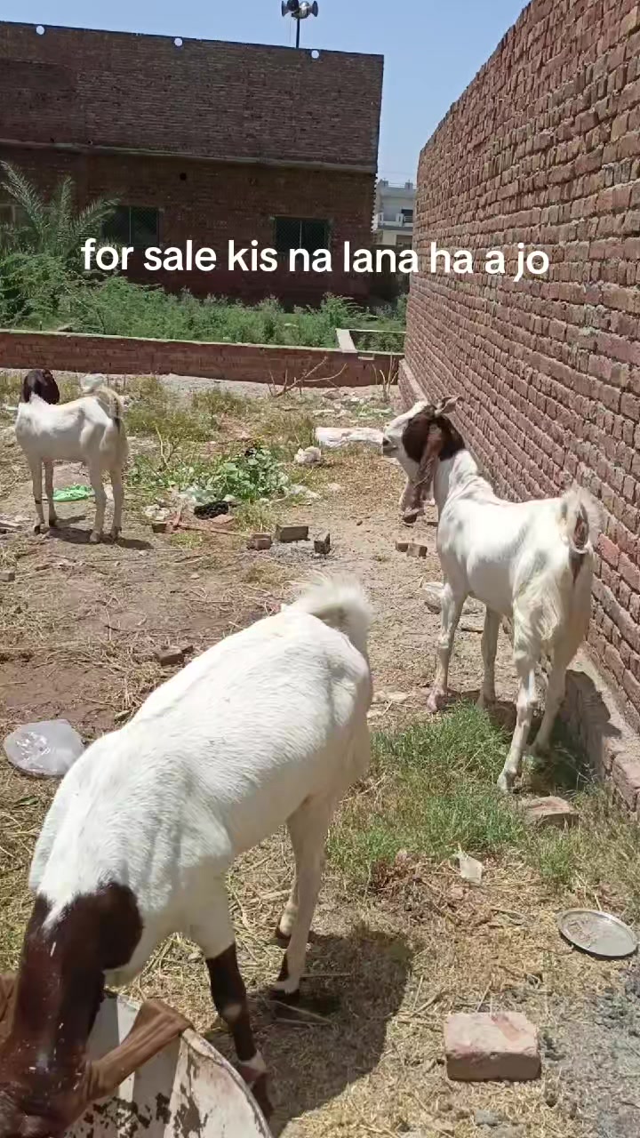 @Abdul RehmanMughal