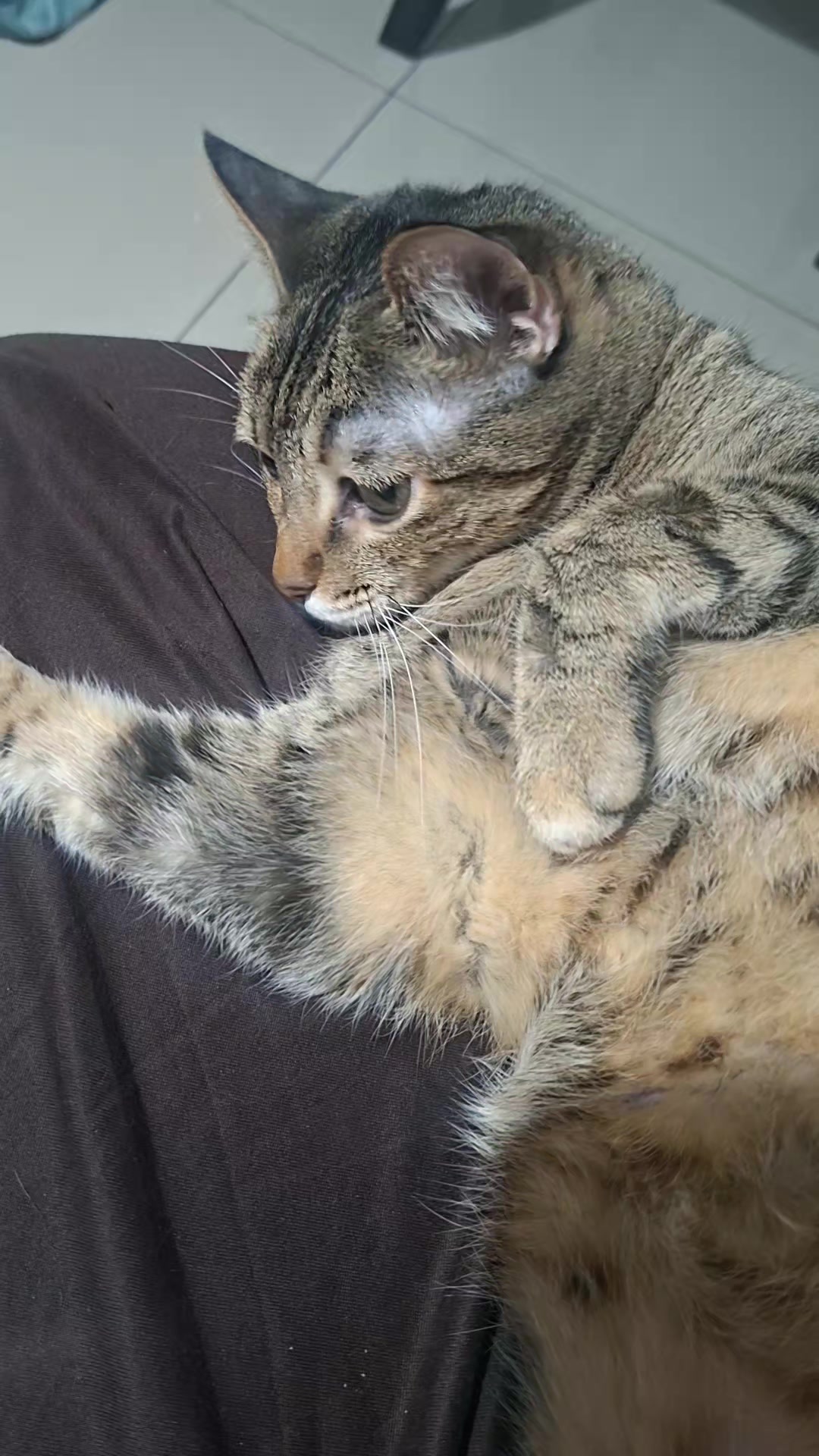 @KAI 🐈 Y LUA🐈⬛