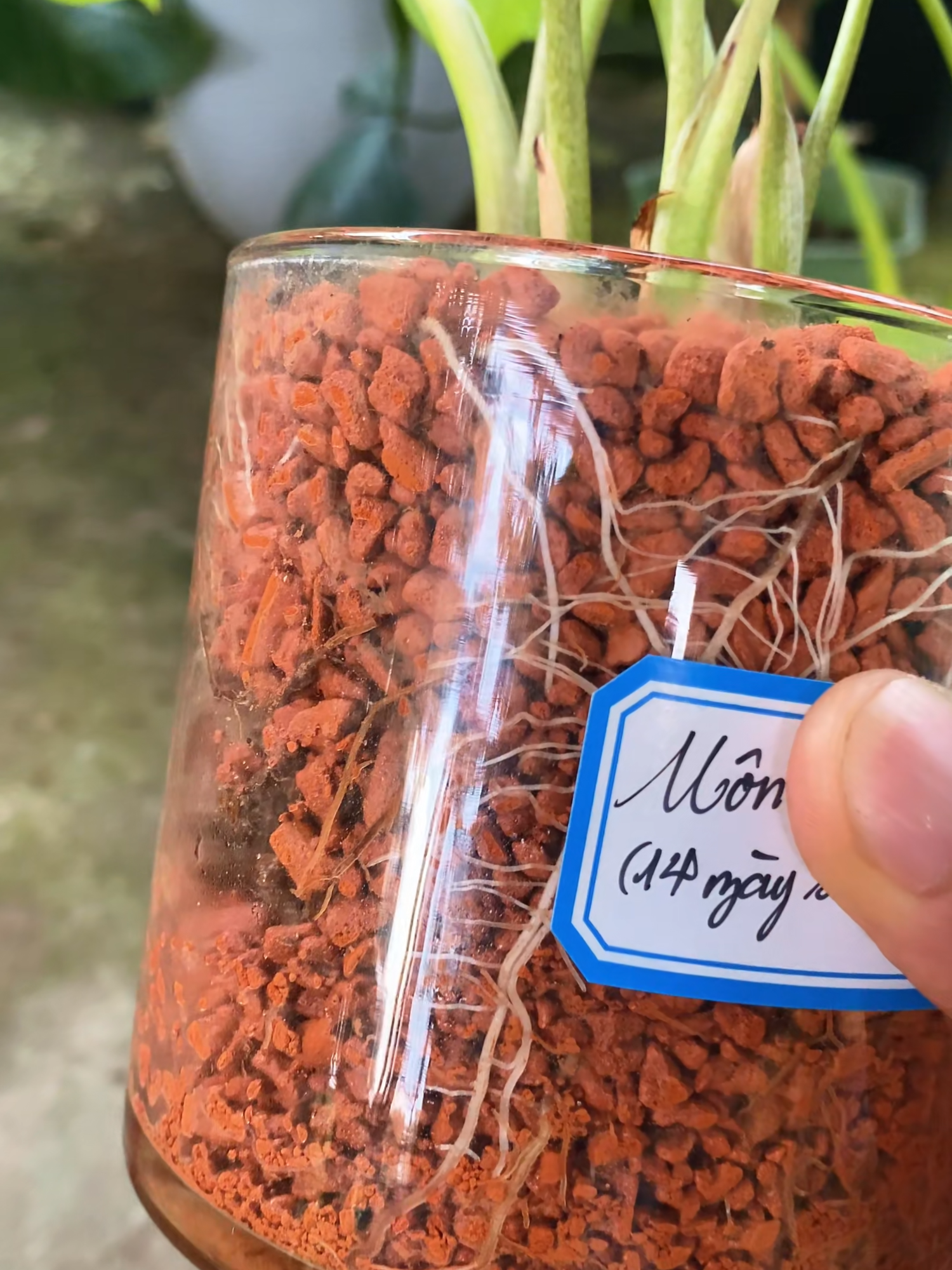 @SERAMIS VIỆT NAM