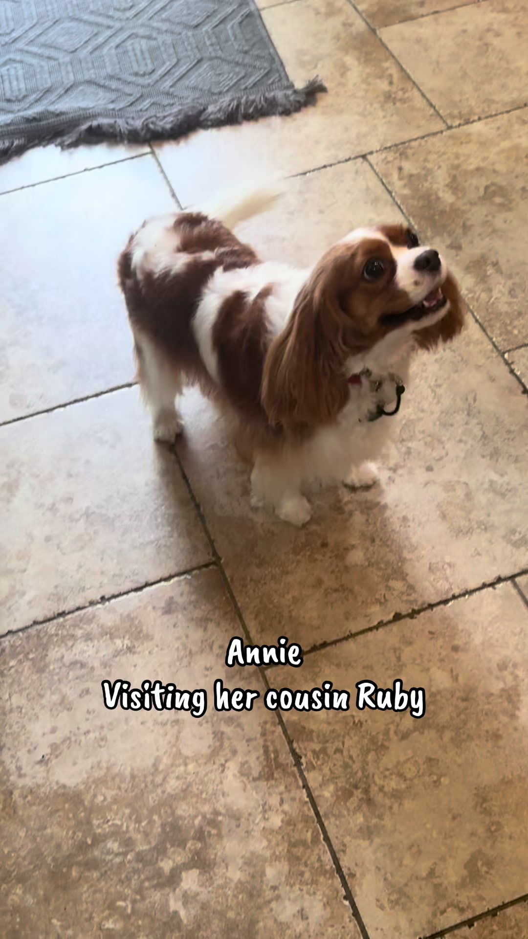 @annie_rae_the_cavalier