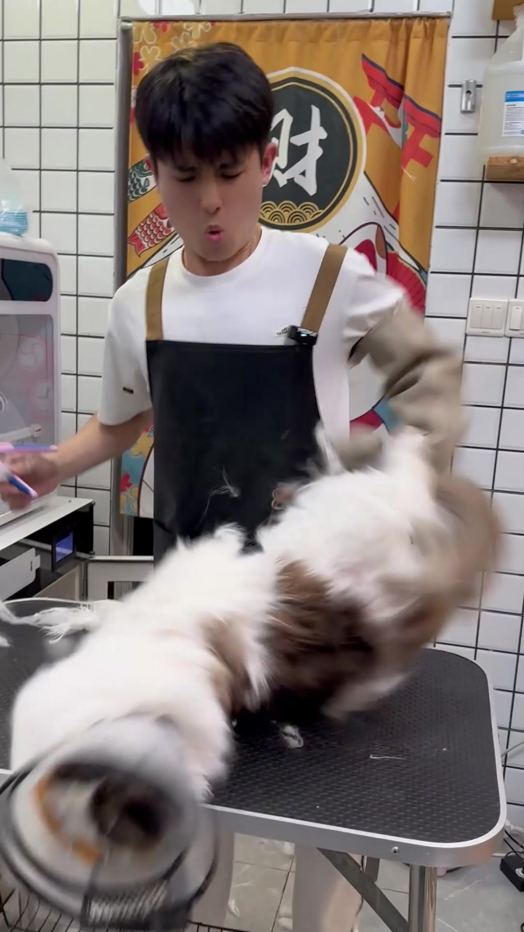 @washing.cats
