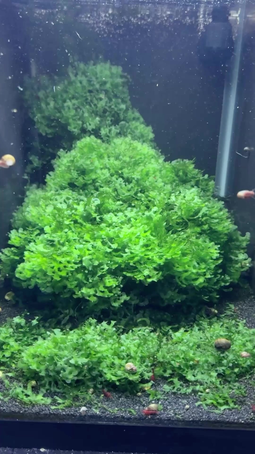 @Daku Aquatics