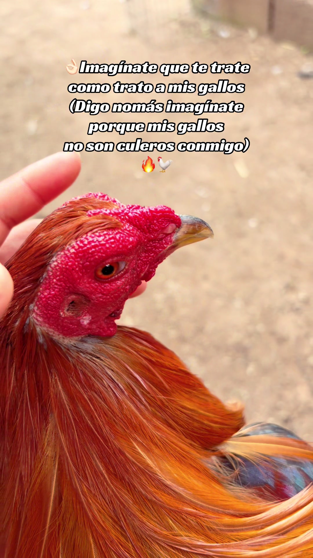 @🐓Gallos2505🐓