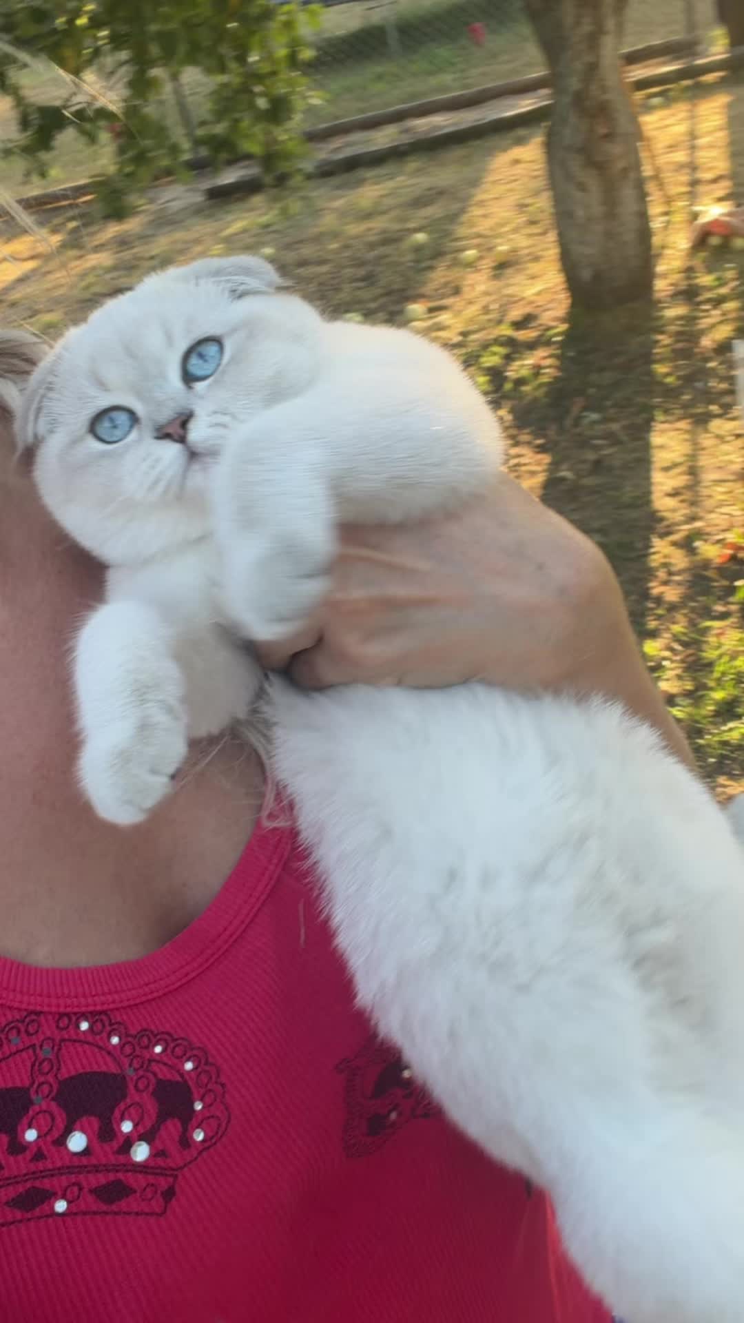 @Cat&Kittens