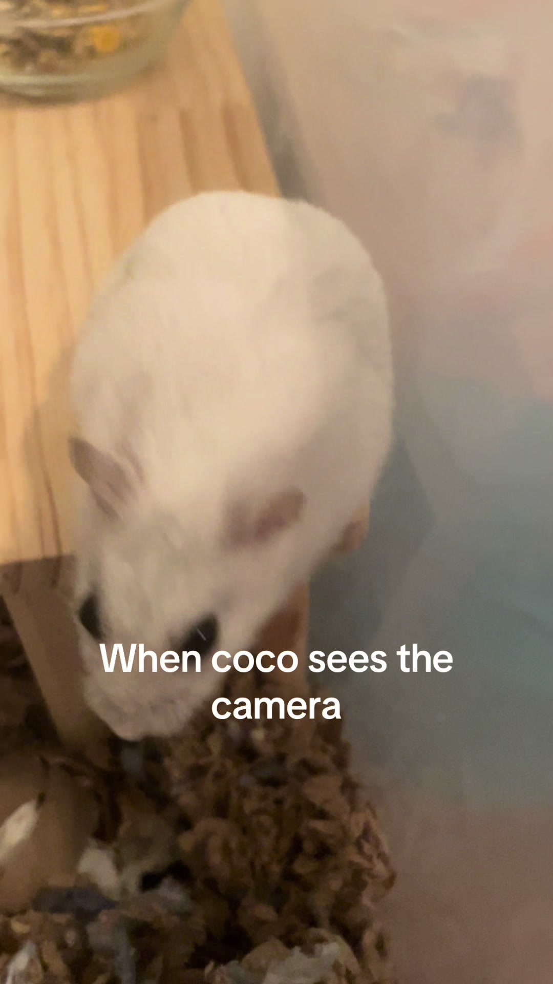@MoChi&CoCo