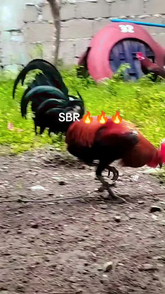 @King Atoy Gamefowl