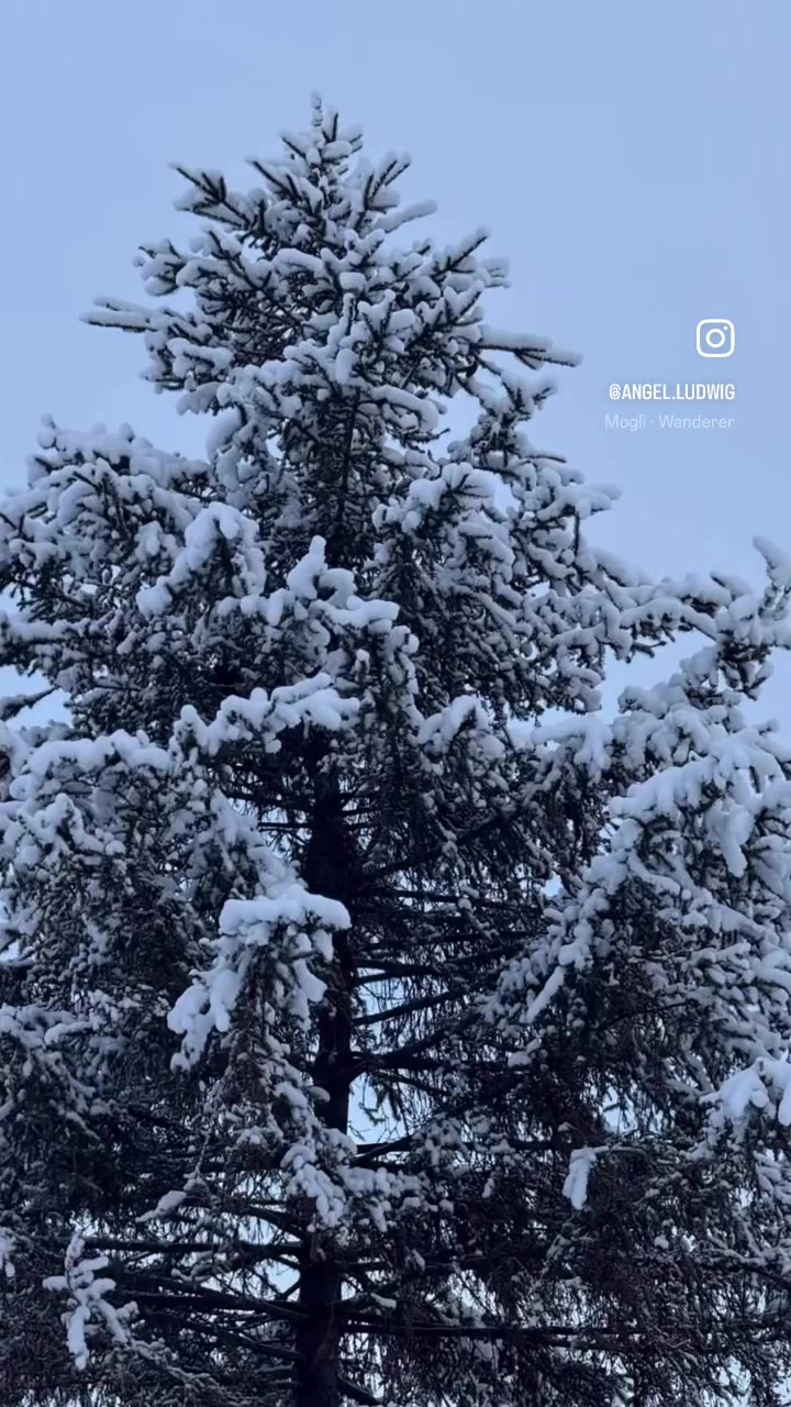 @A. L.