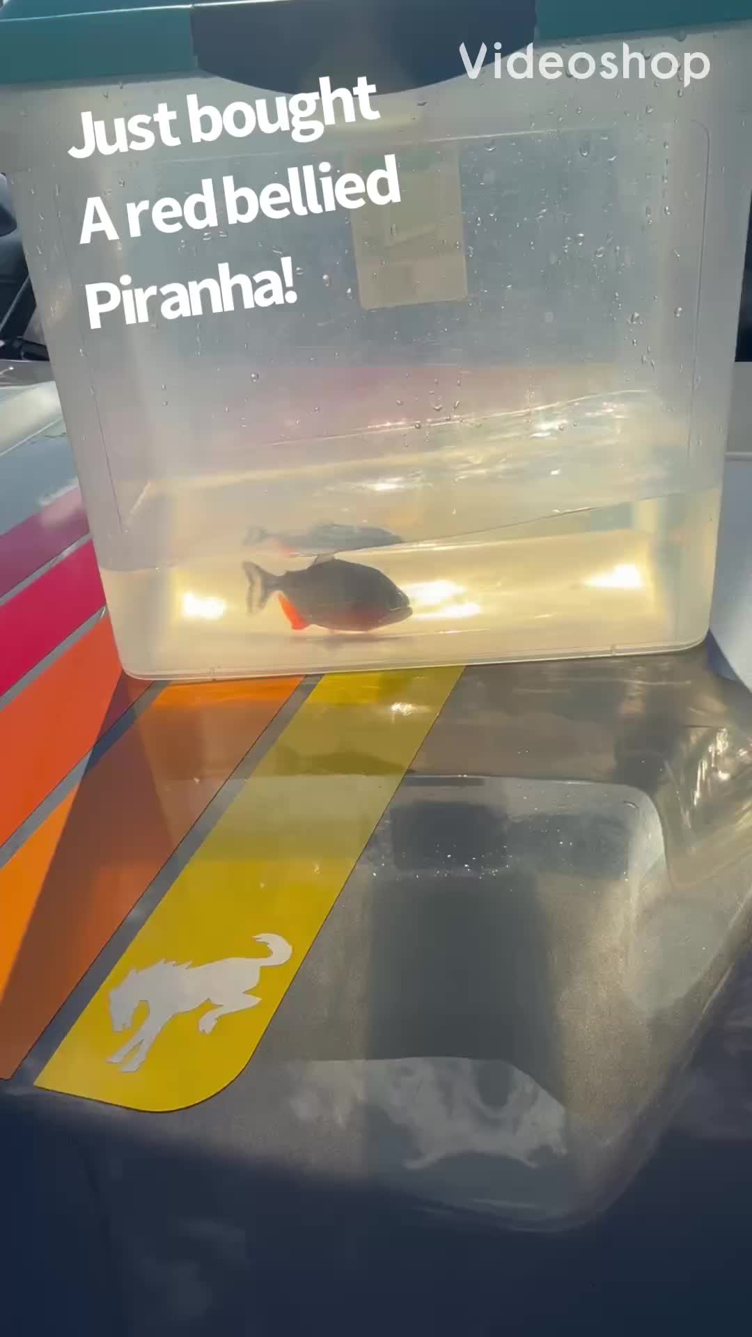 @fishdaddy2002
